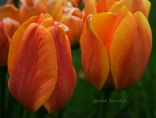 Spring 2018