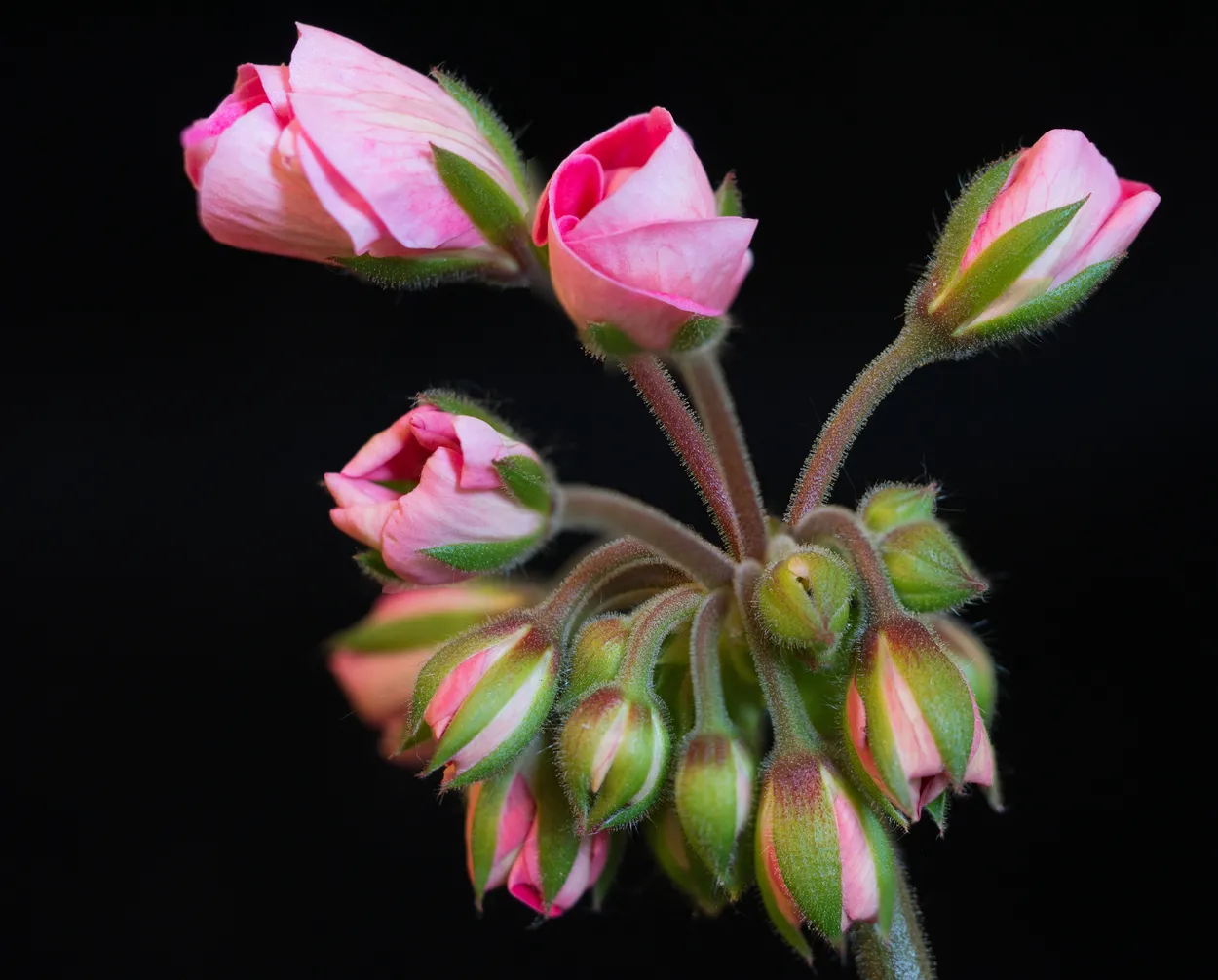 Entry 6783163
