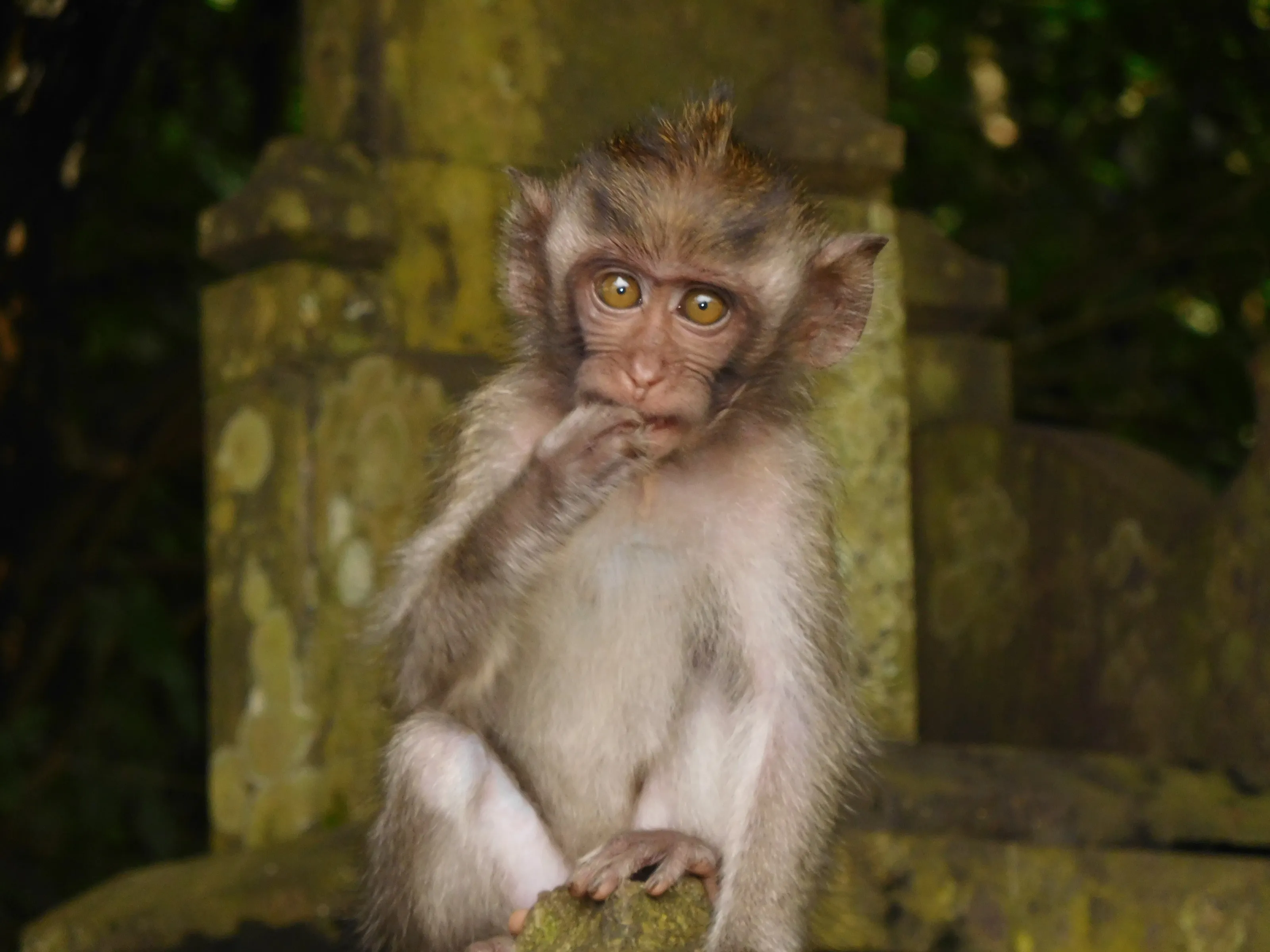 Bali Baby Monkey