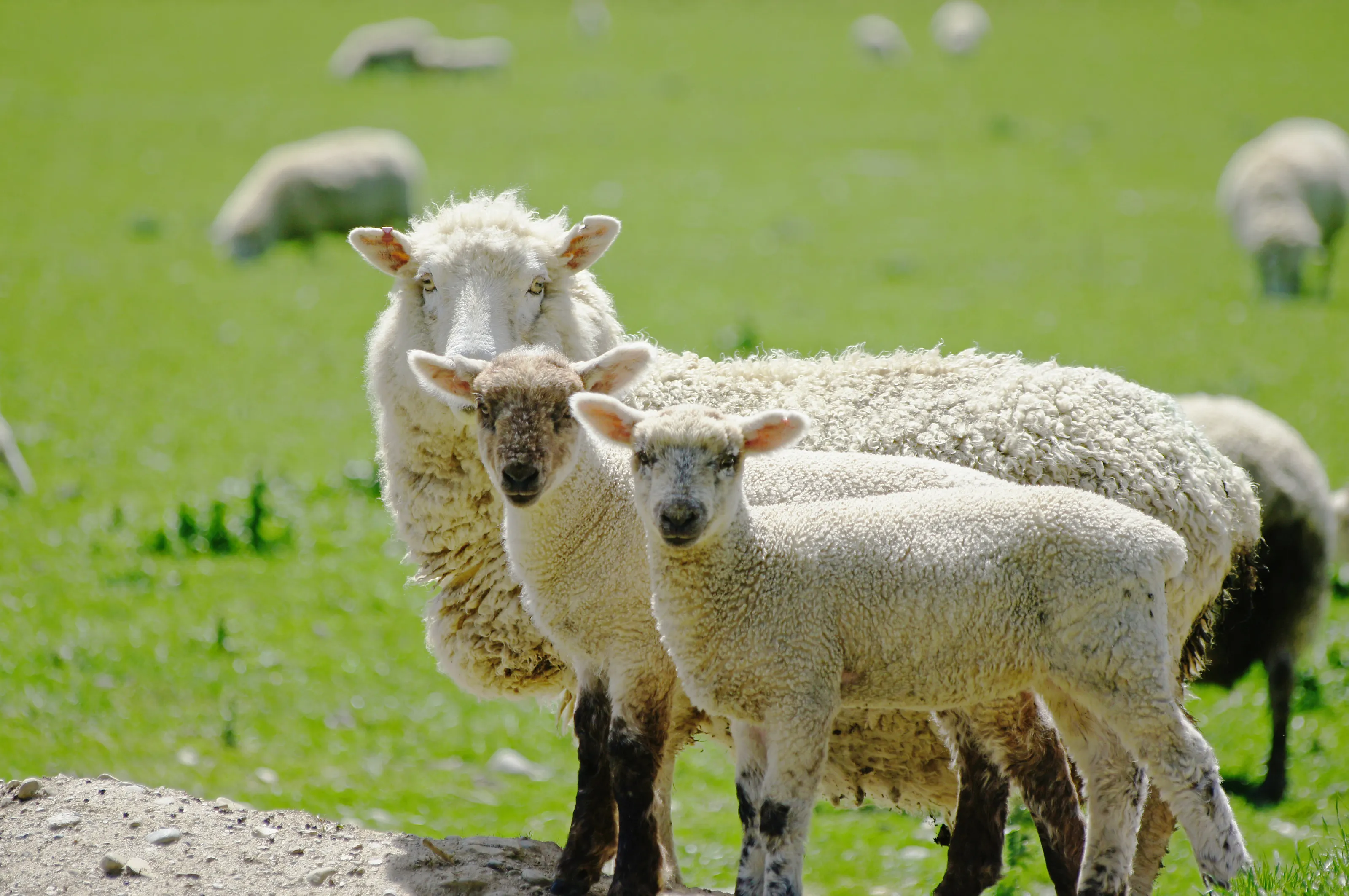 Sheepz family