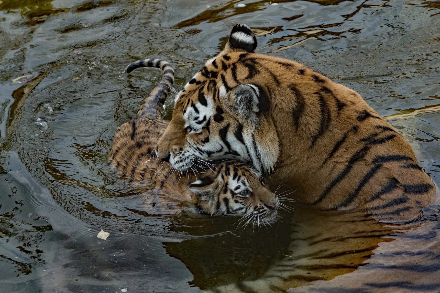 Learning to Swim