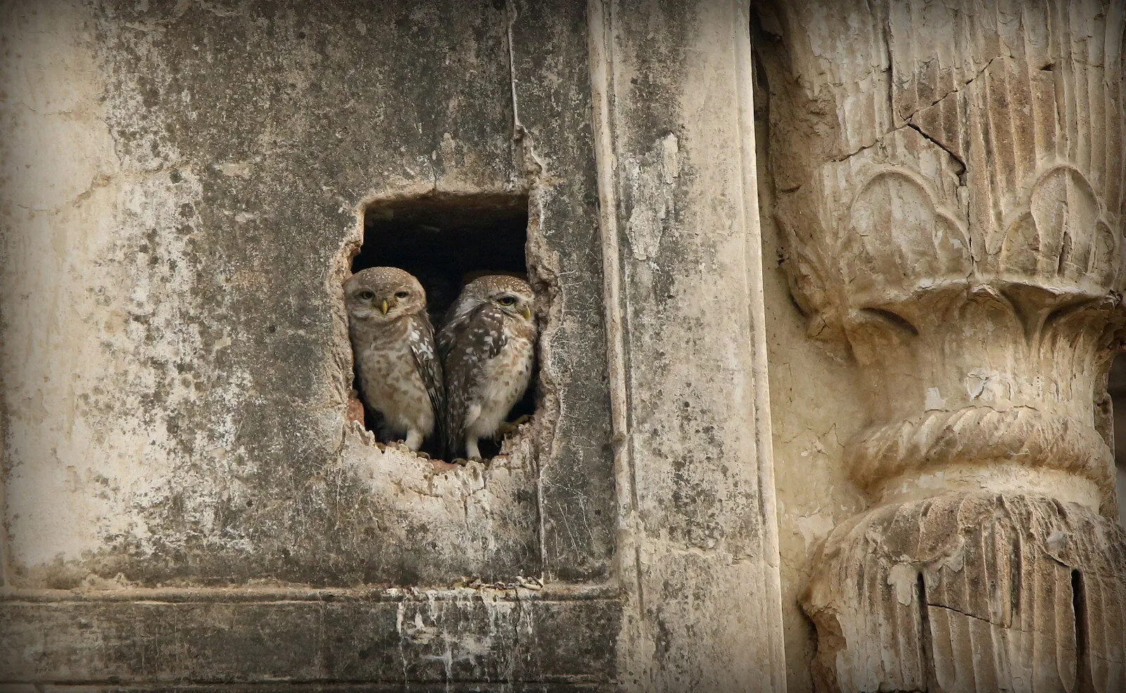 Pair of Owl.