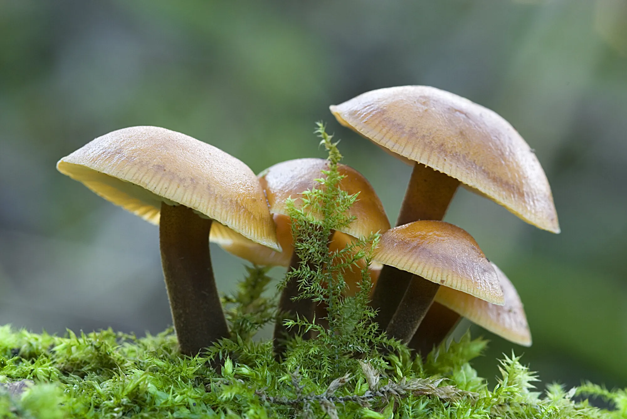 Toadstools