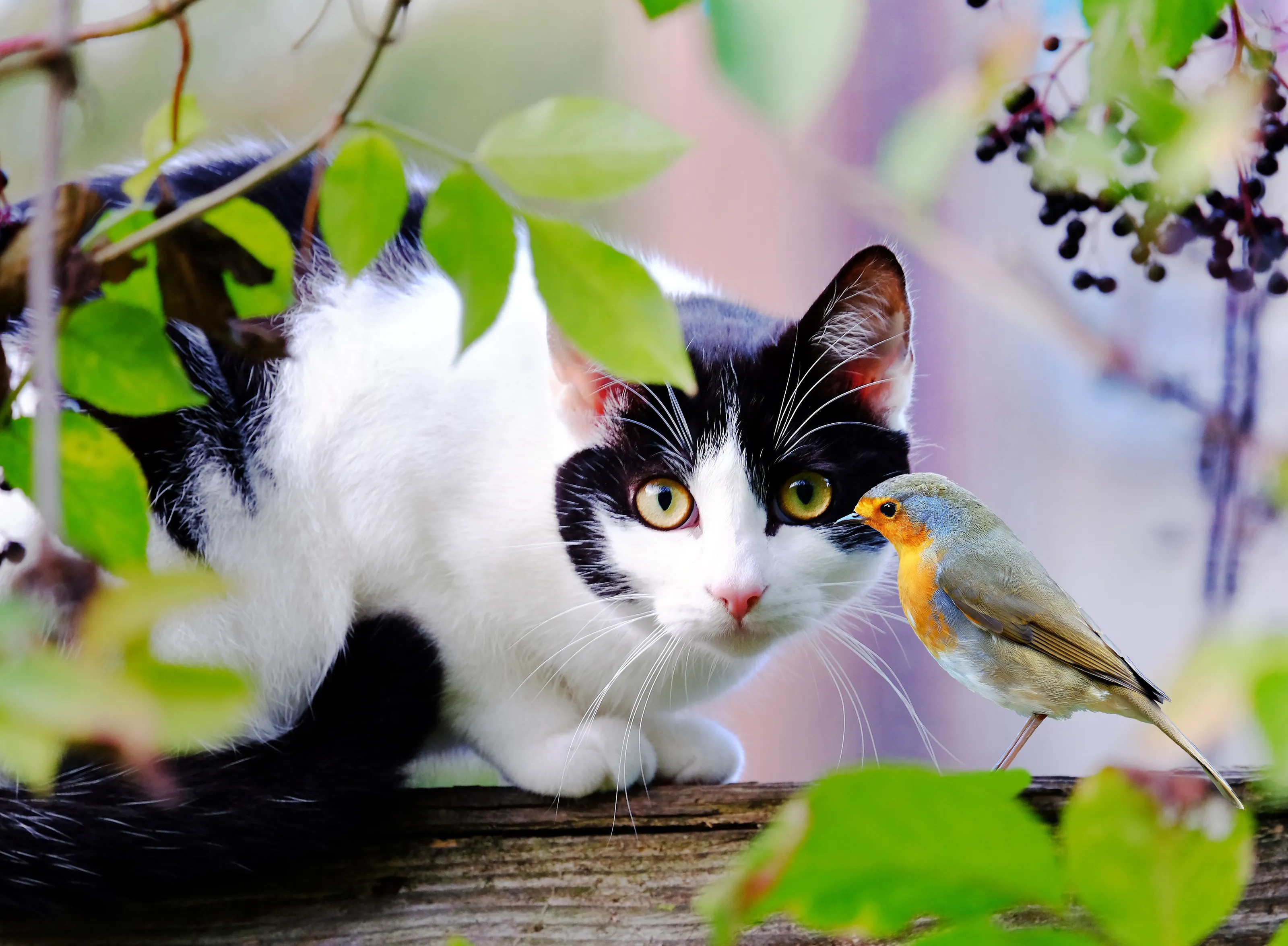 "Catman and Robin".