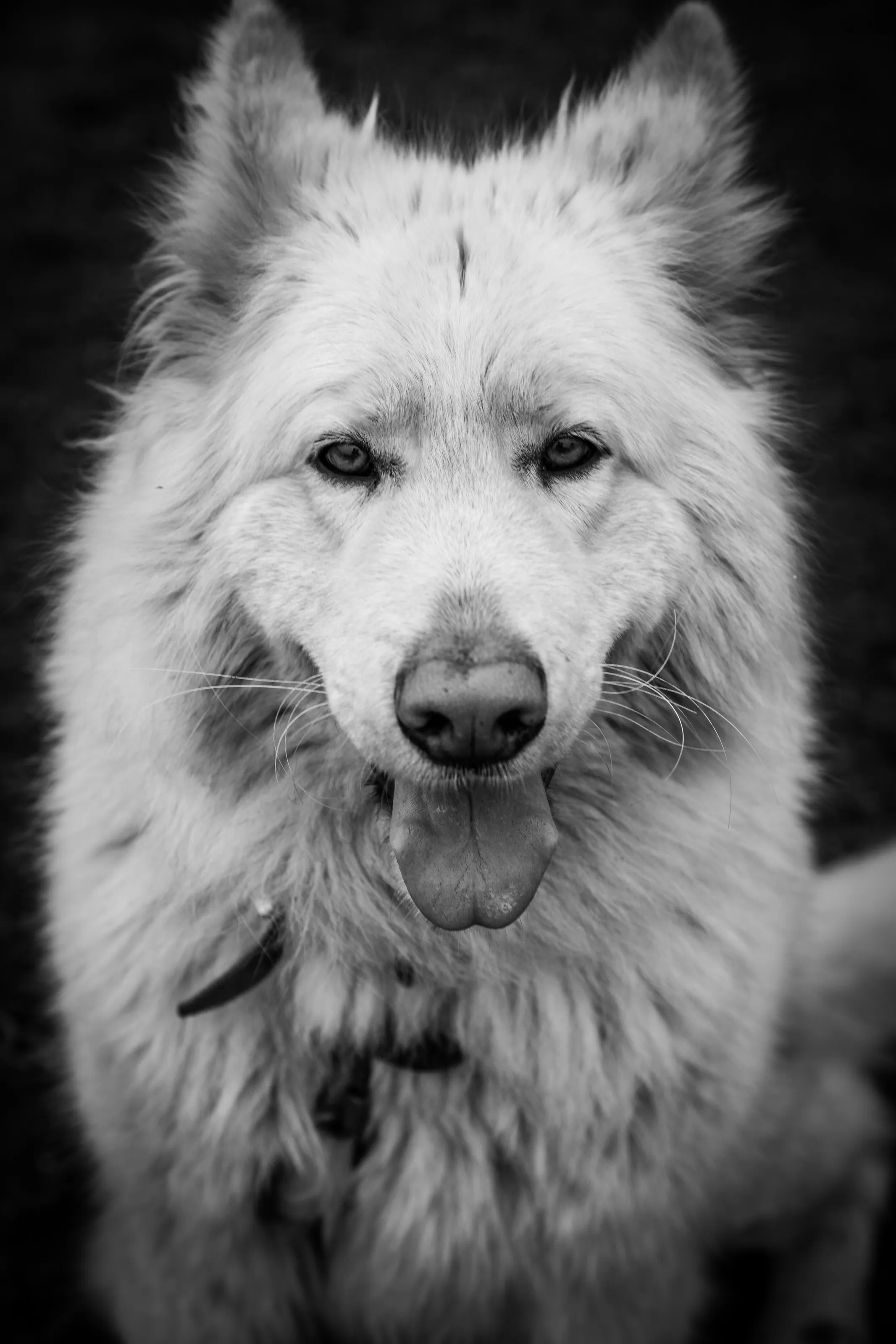 Prince