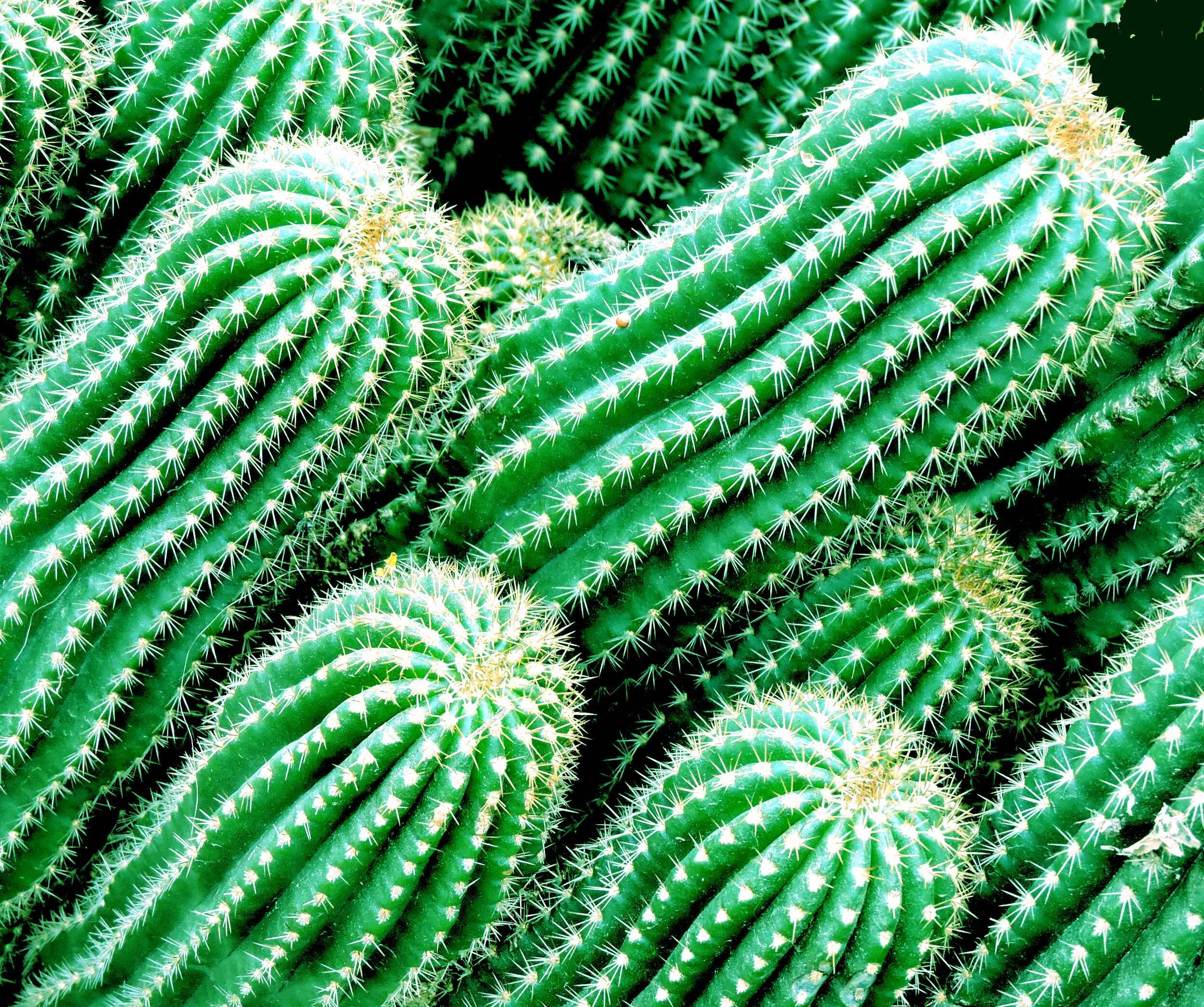 CACTUS