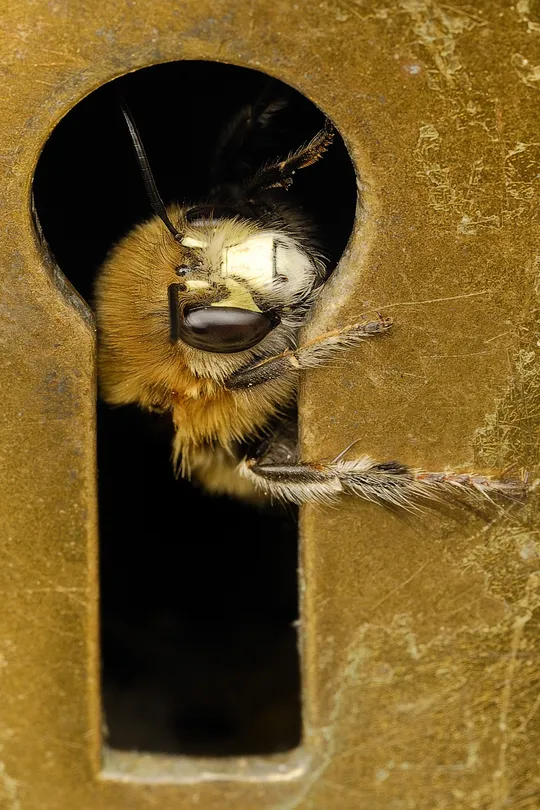 Hairy-footed flower bee in keyhole