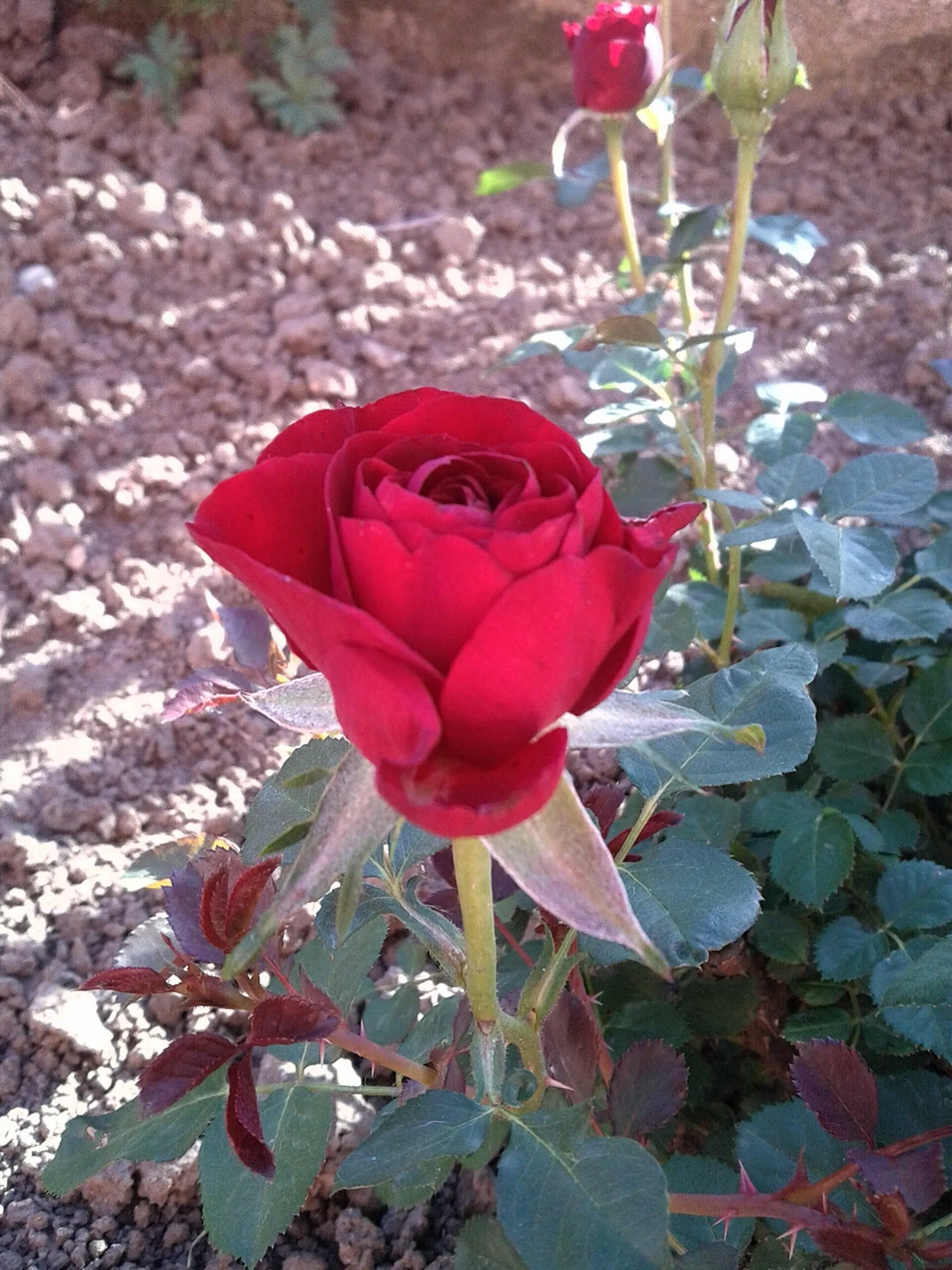 Red rose