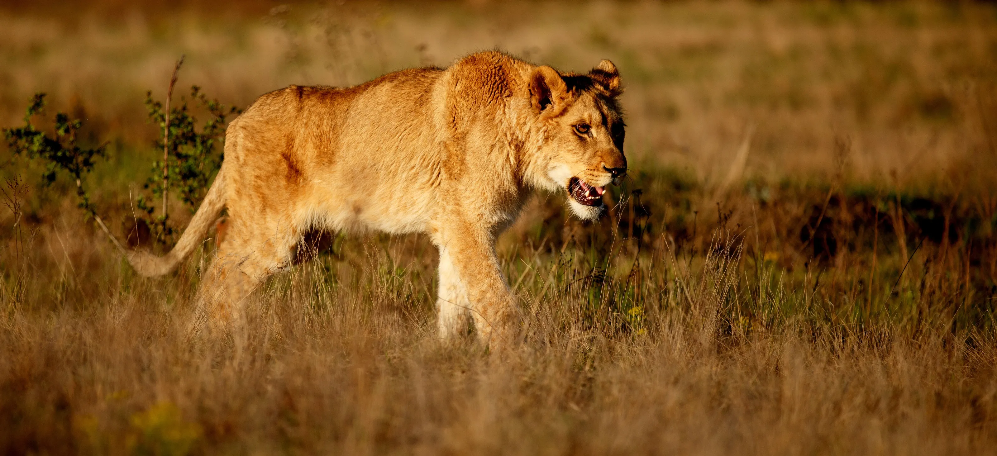 Lioness Liuwa