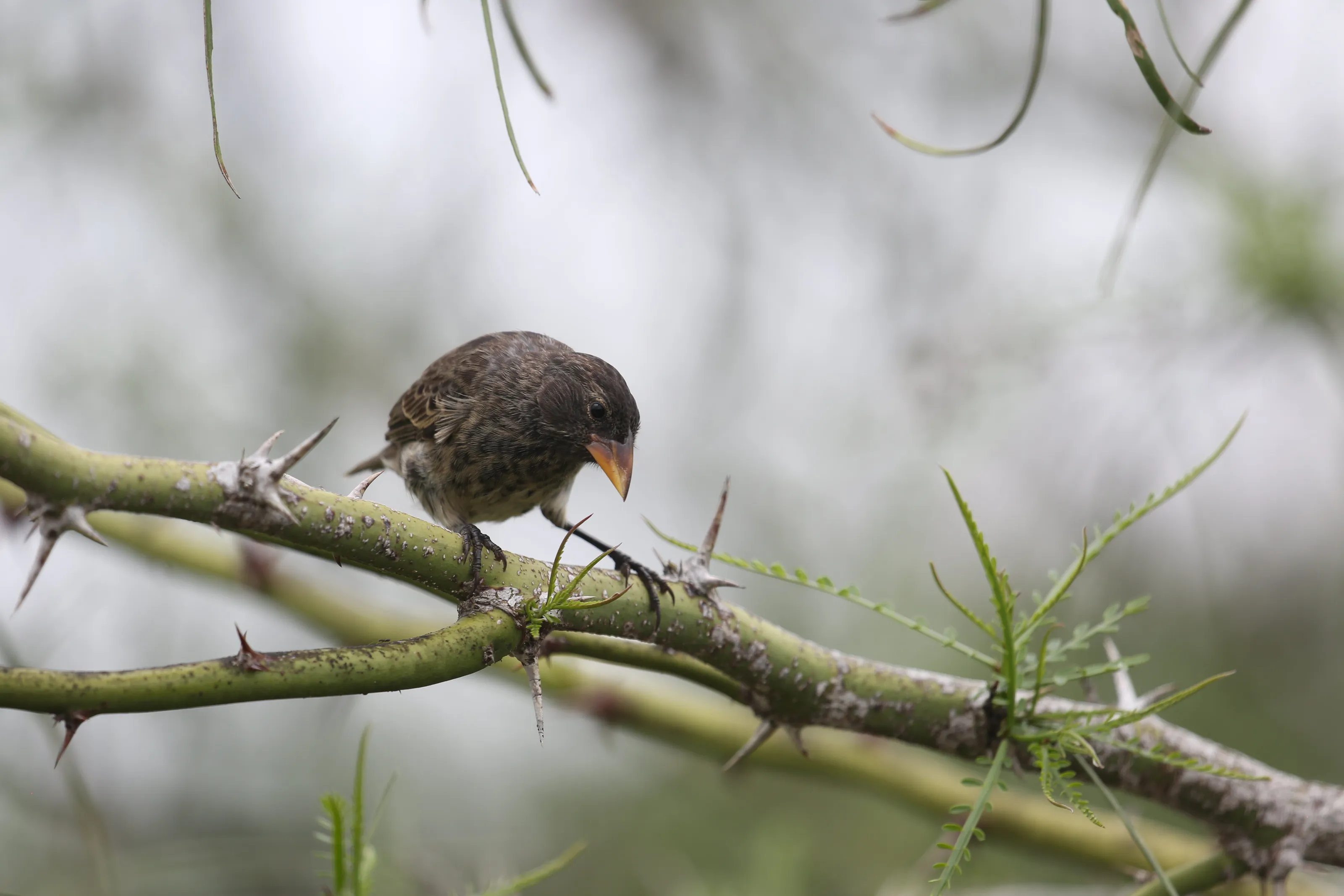 The Darwin Finch