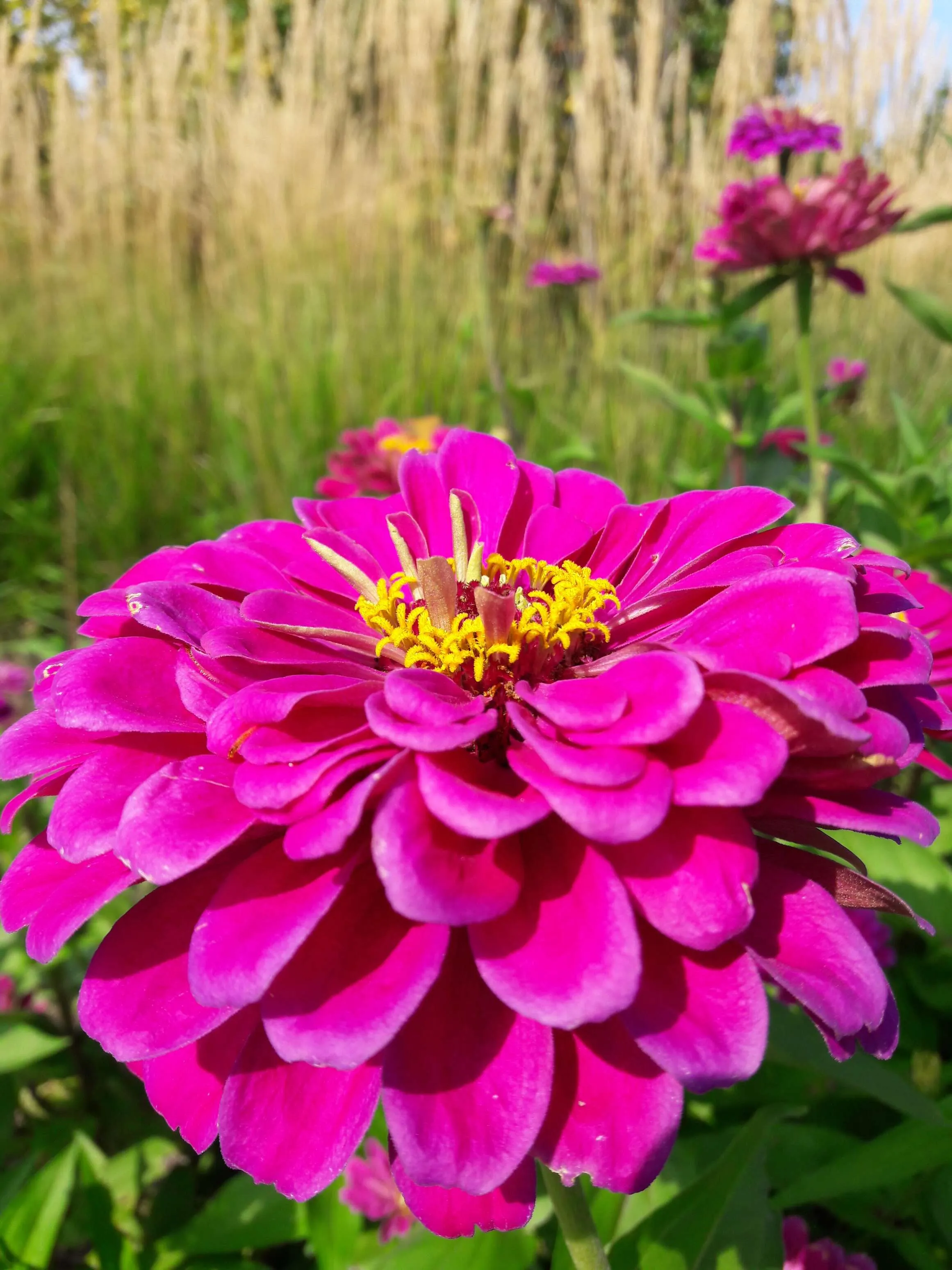 Magnificent Flower