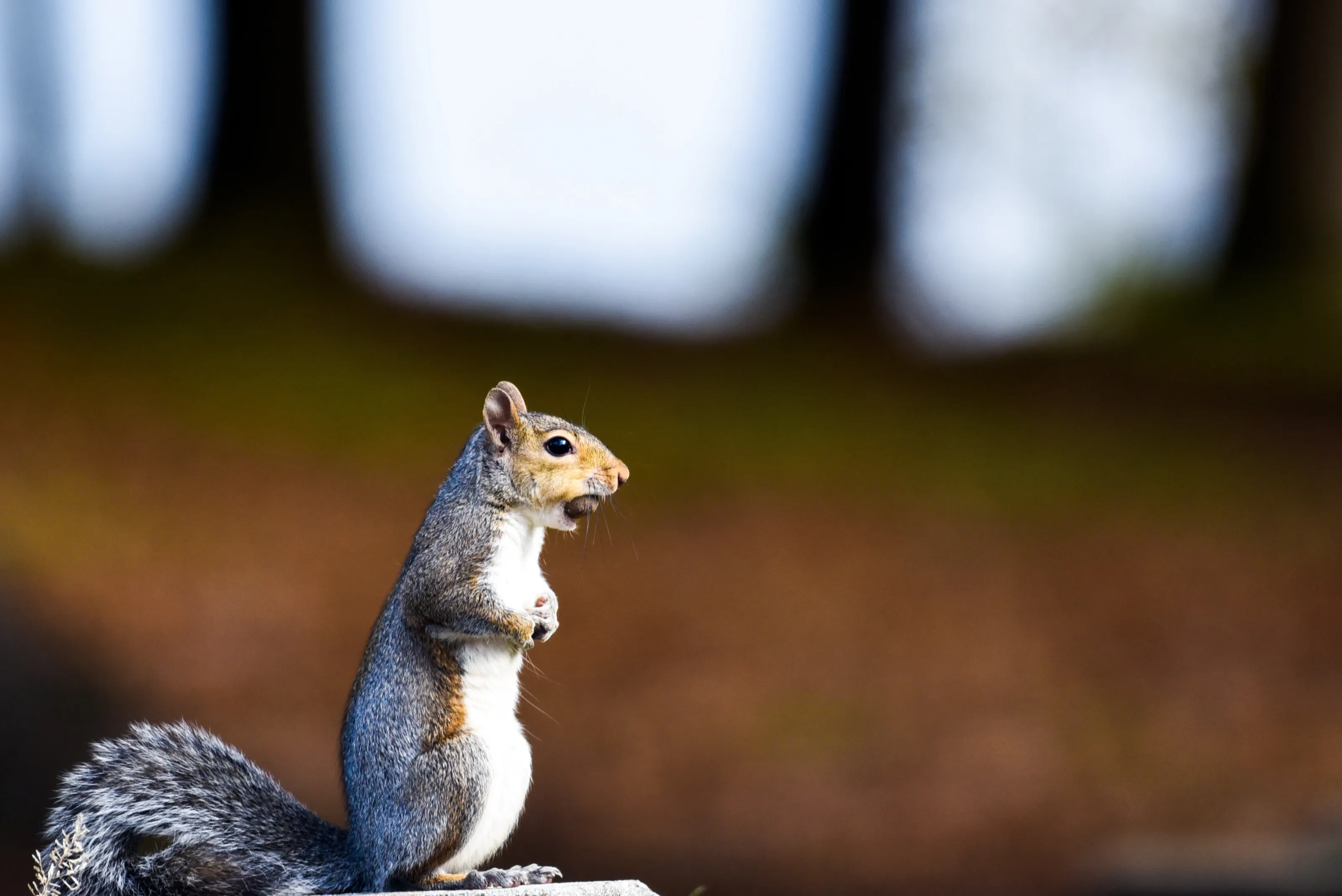 Squirrel