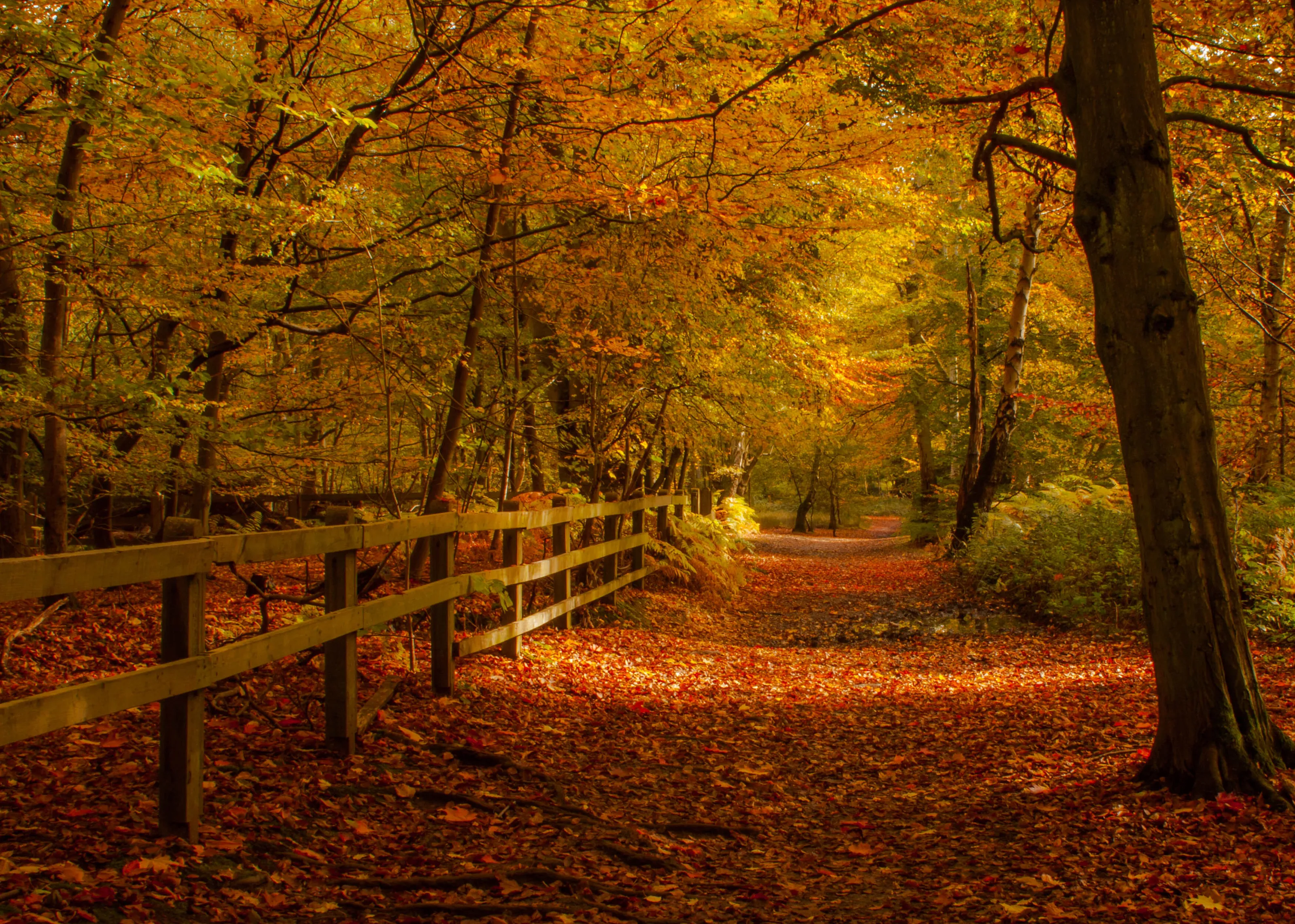 Epping Forrest