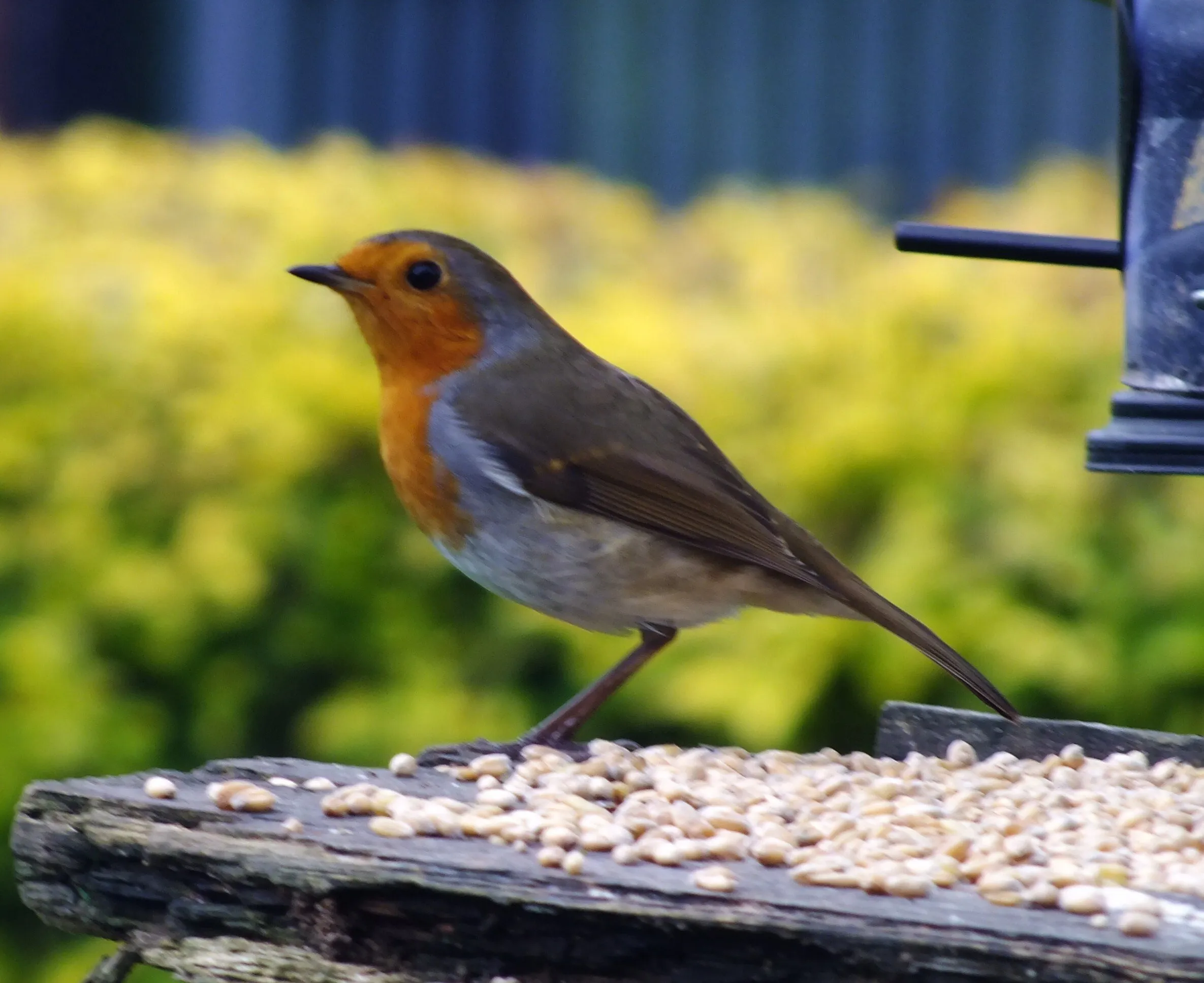 robin