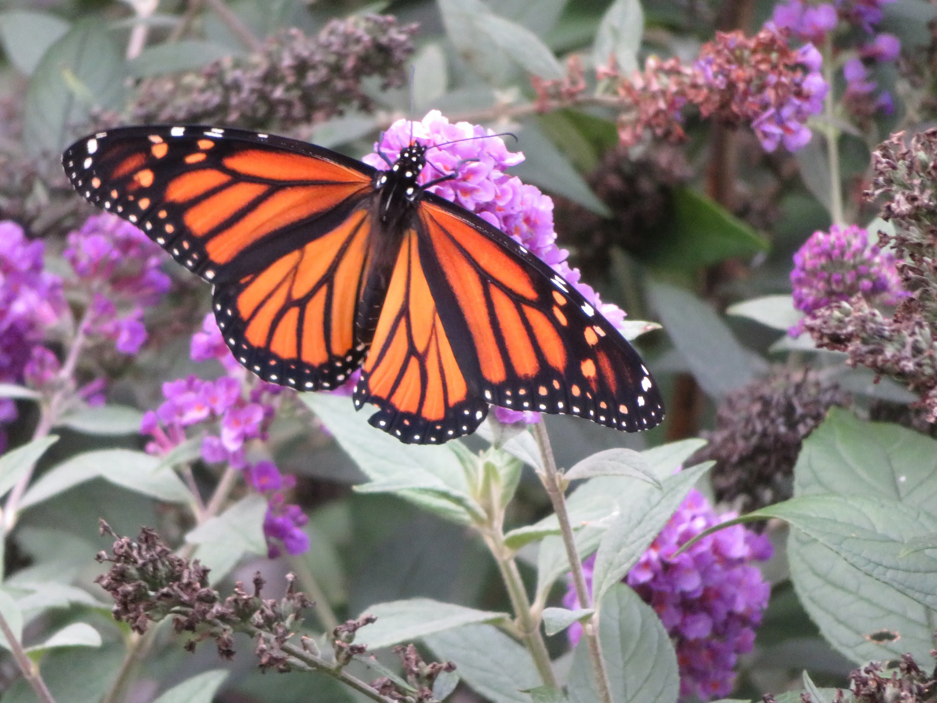 2018   BUTTERFLY  ON  MY  BUTTERFLY  BUSH
