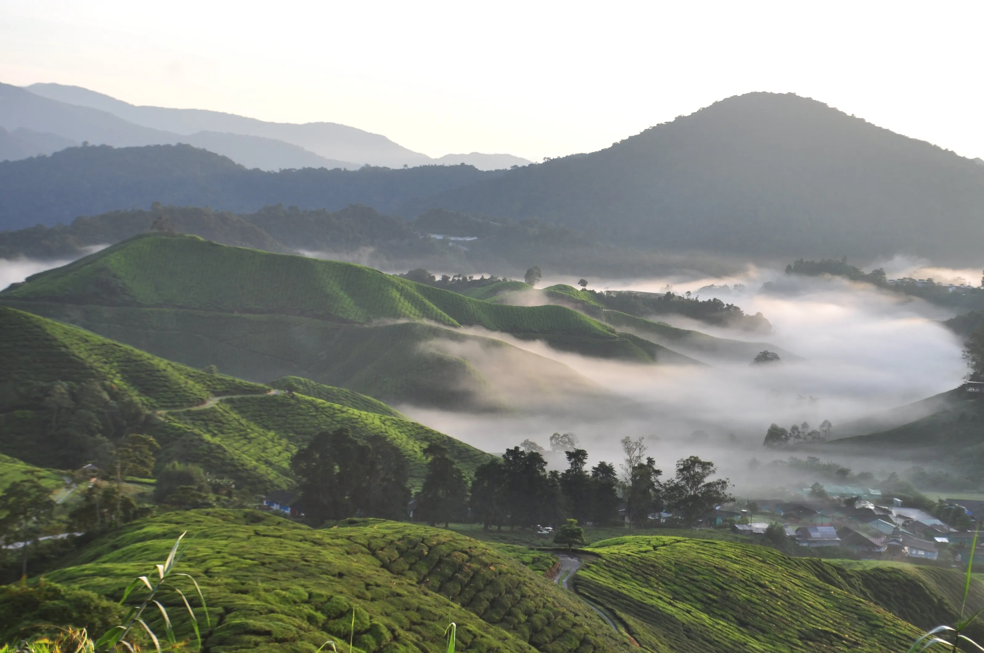 Above the Clouds, Cameron Highlands Tea Plantation.