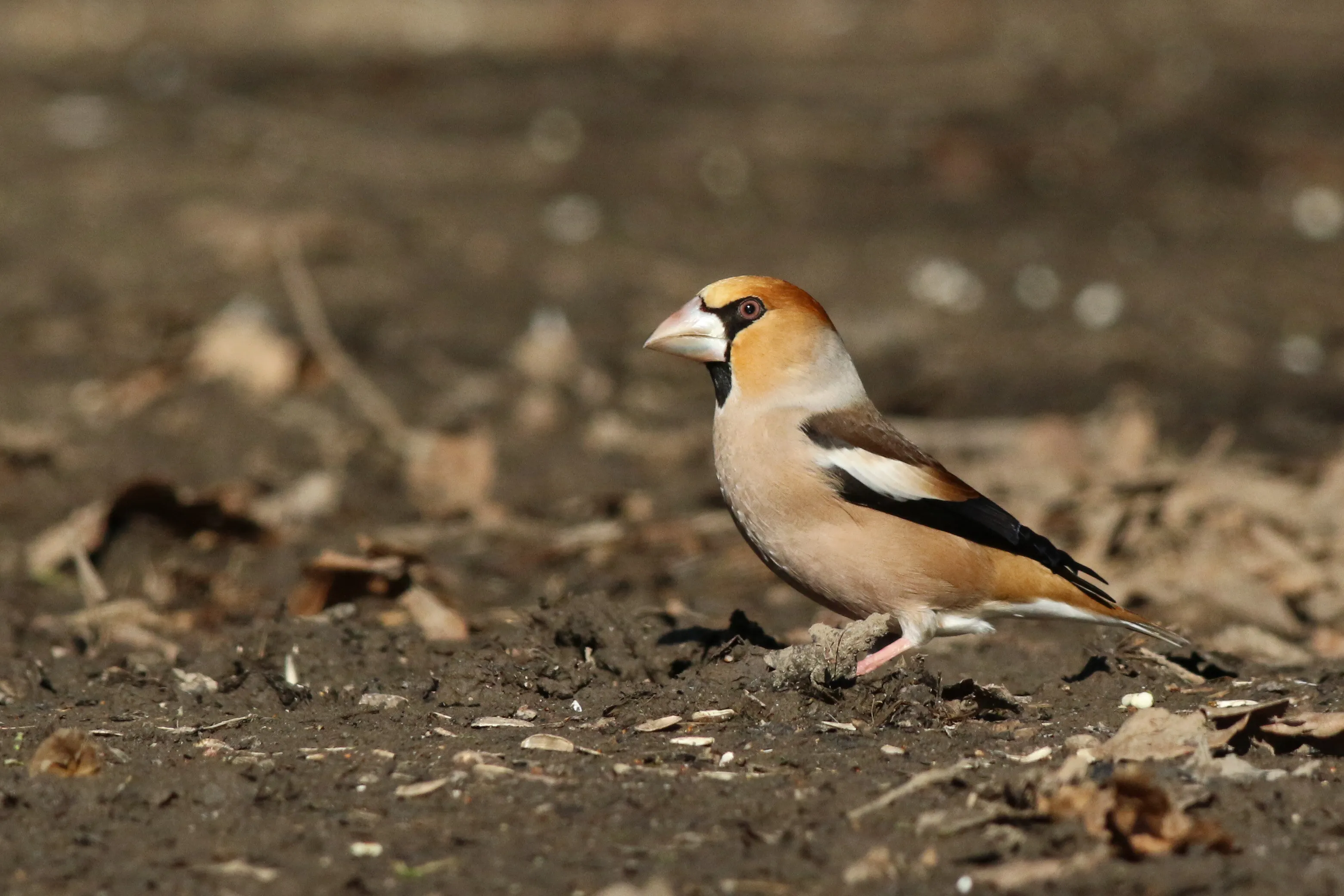 Hawfinch