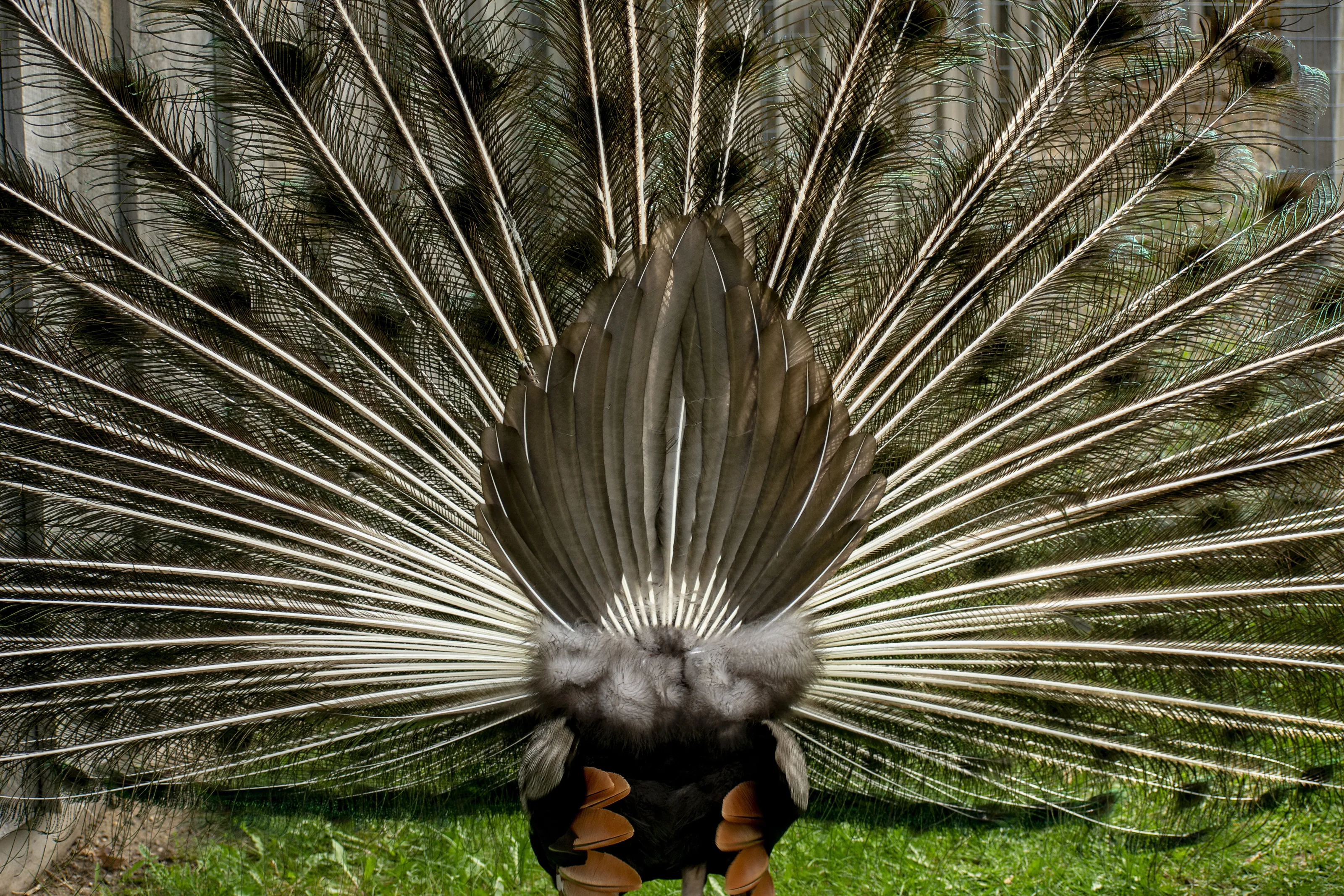 A Peacock's Rump