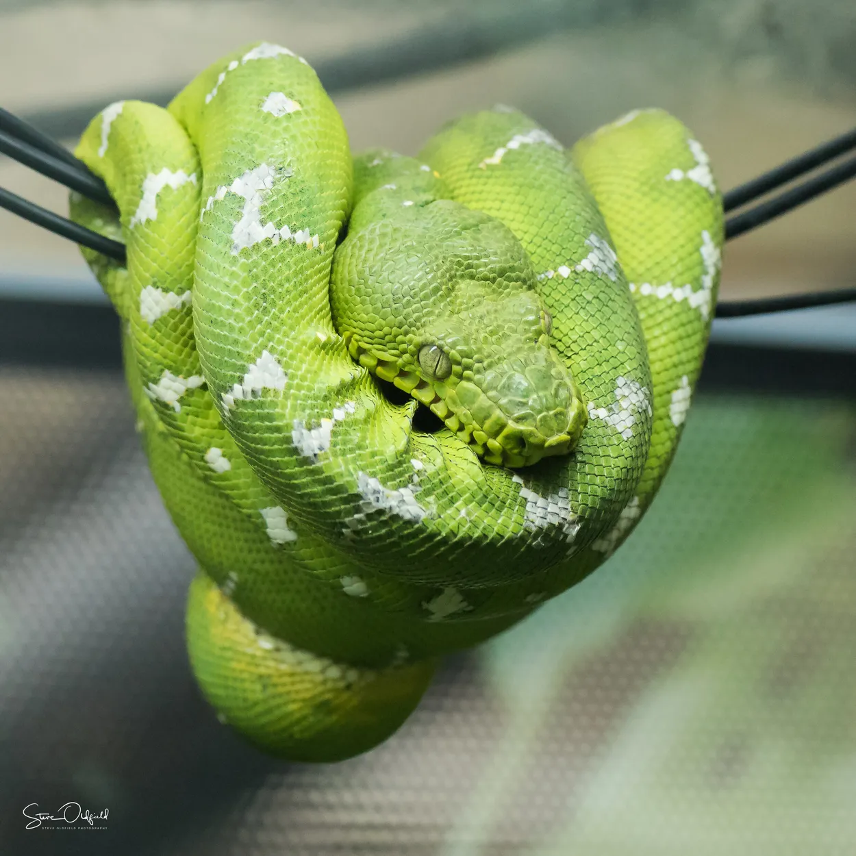 Entry 3878864