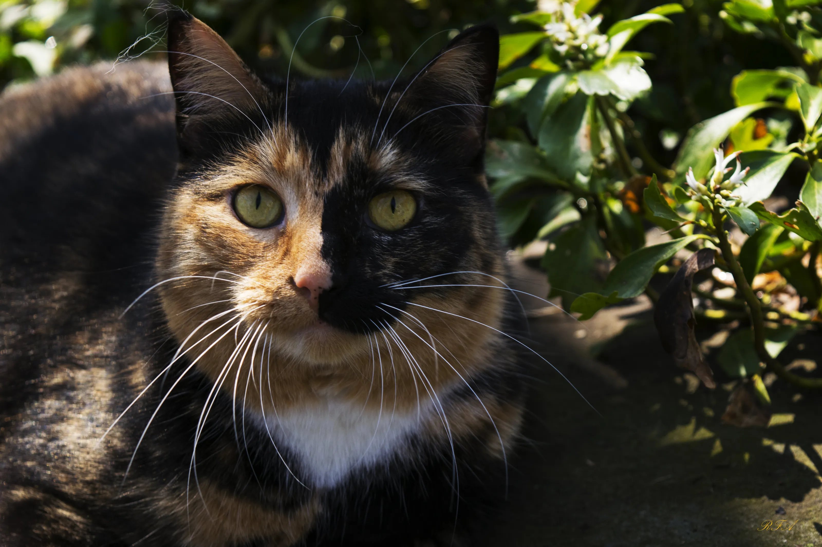 Karma the cat