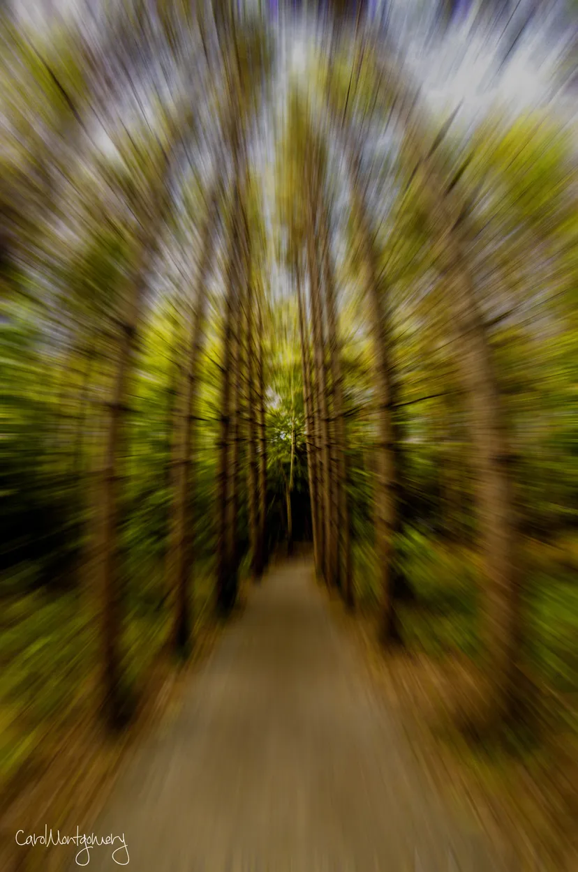 Entry 2089860