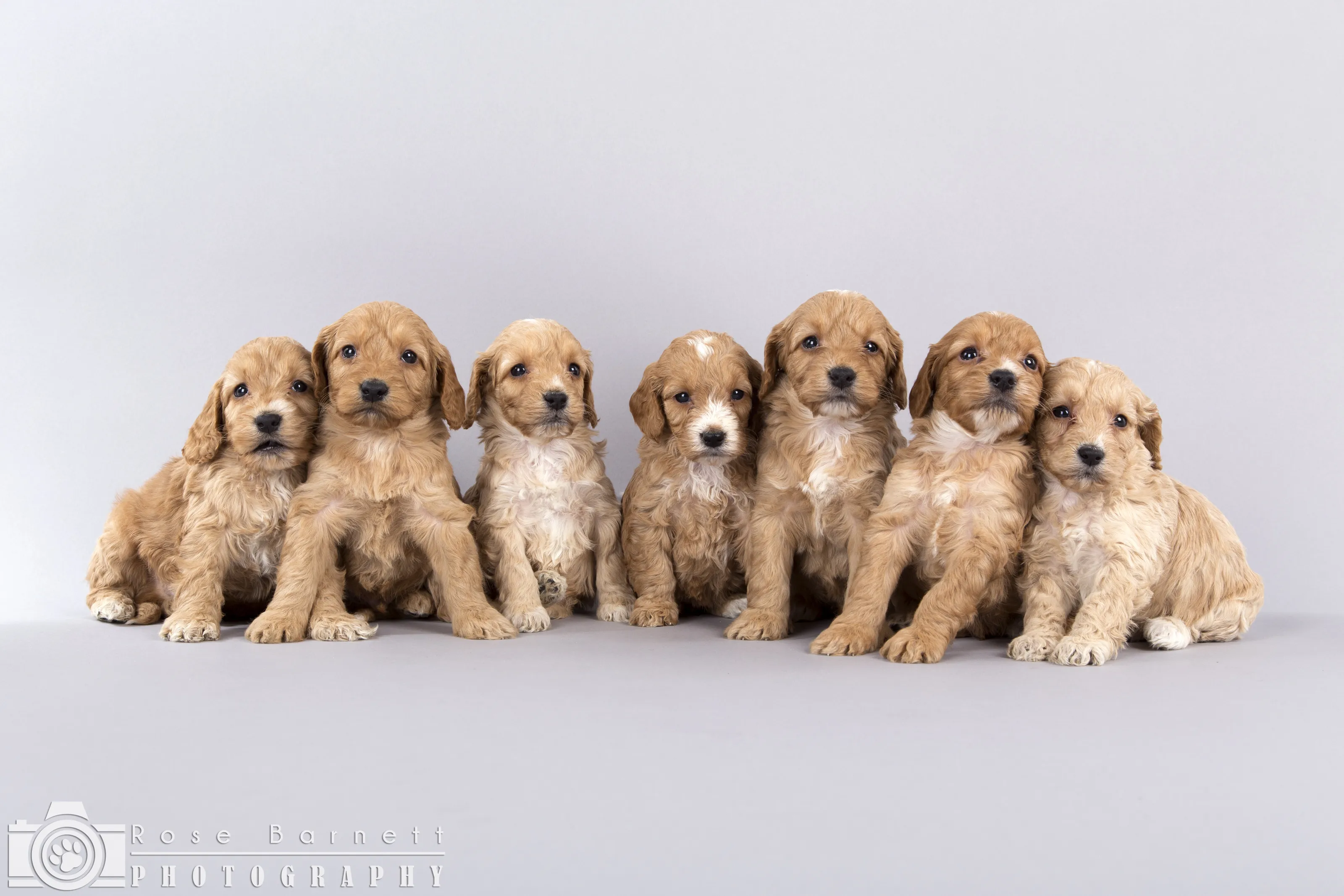 Puppies