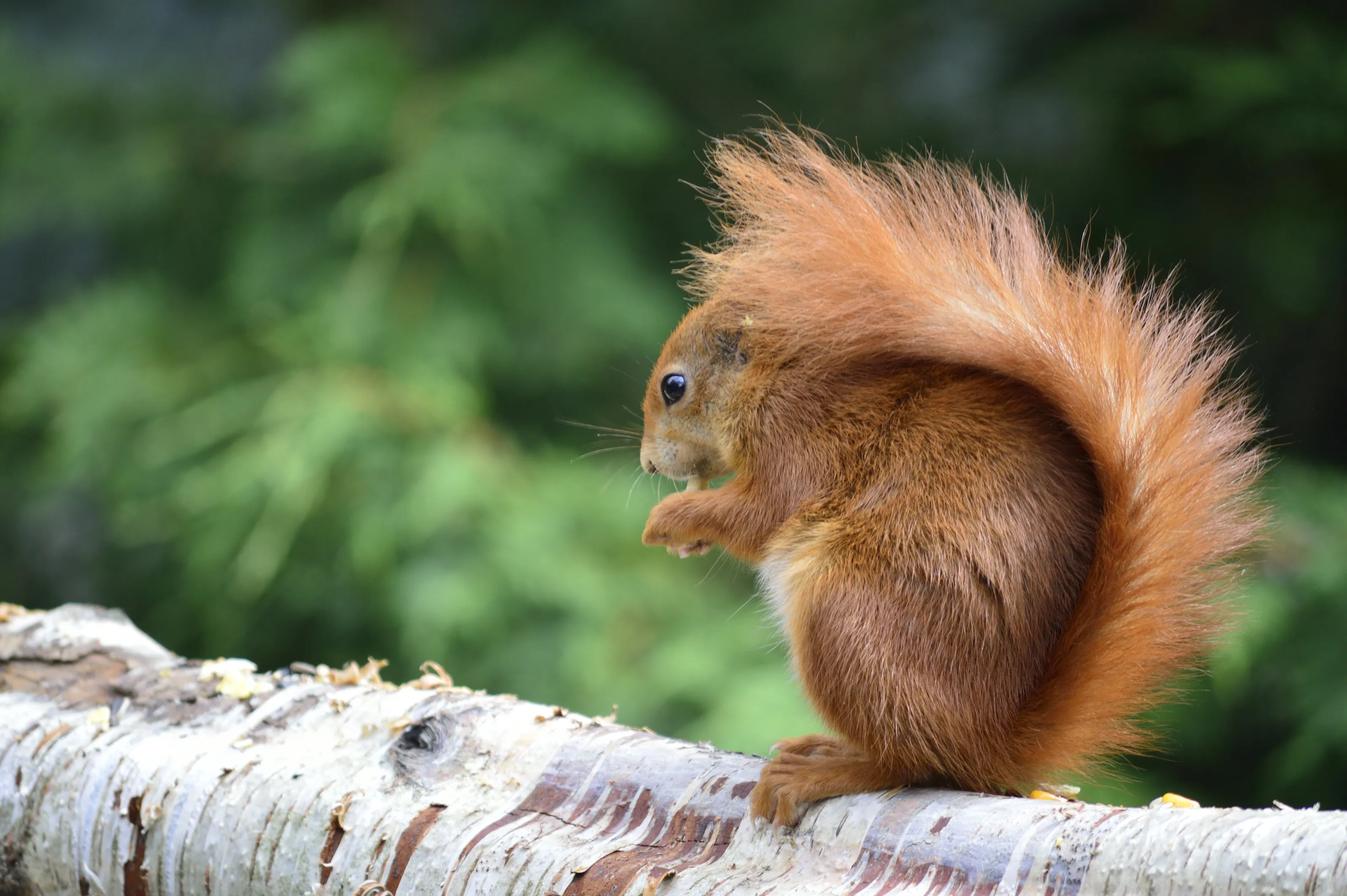 Red Squirrel