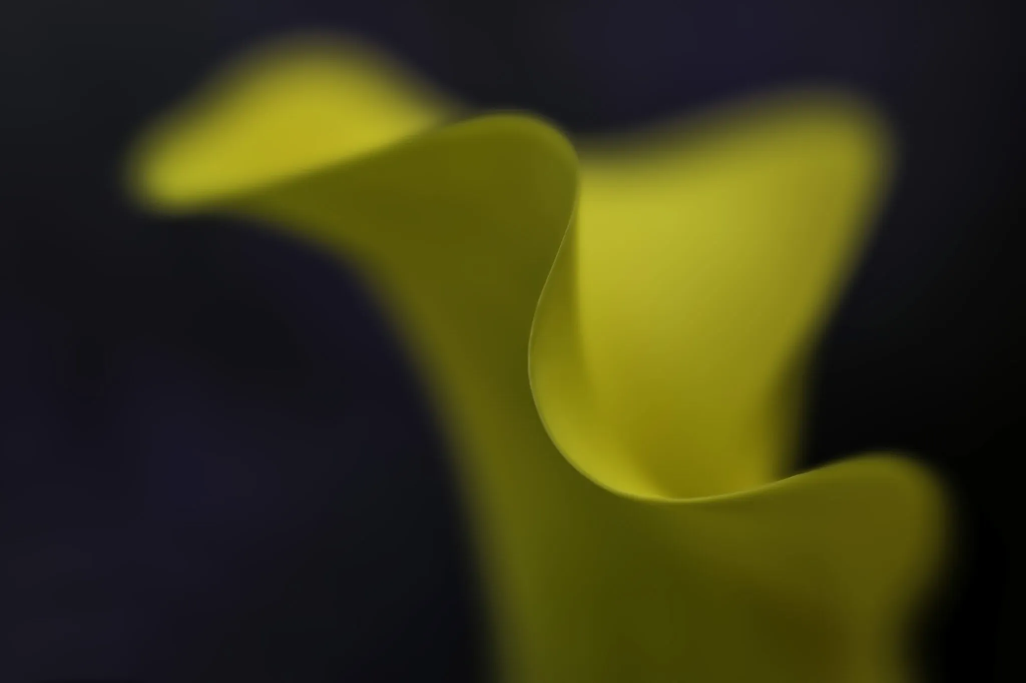 My Calla Lily
