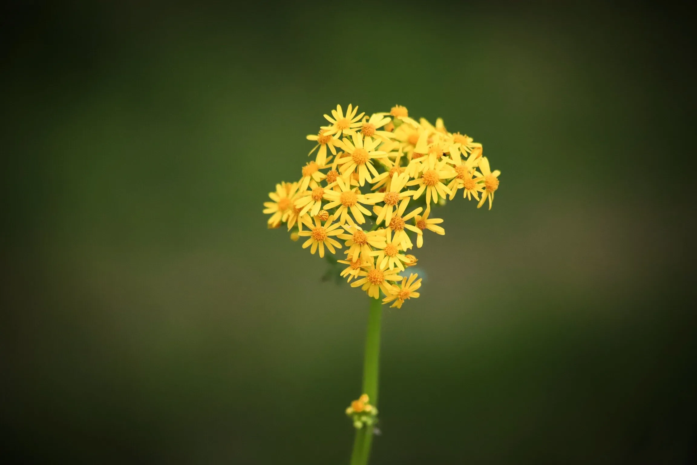 Field Flowers