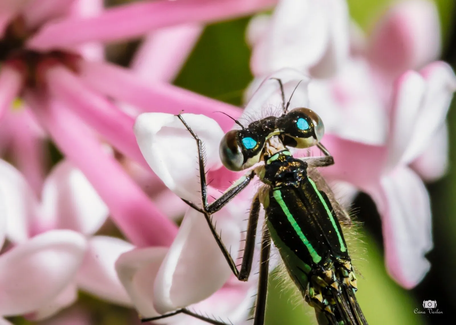 Dragonfly