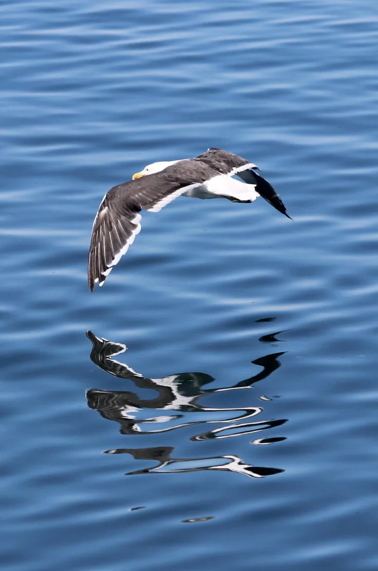 Sea Bird mirror effect