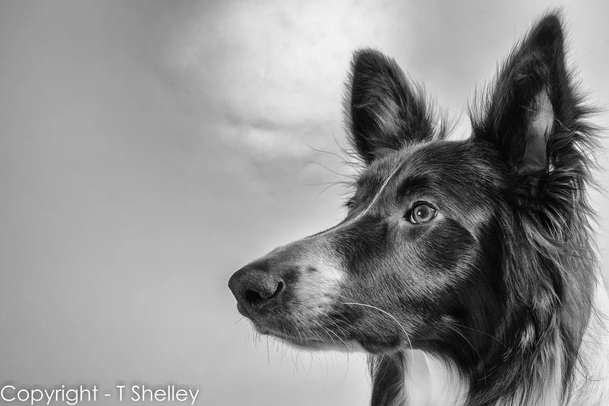 Entry 201461