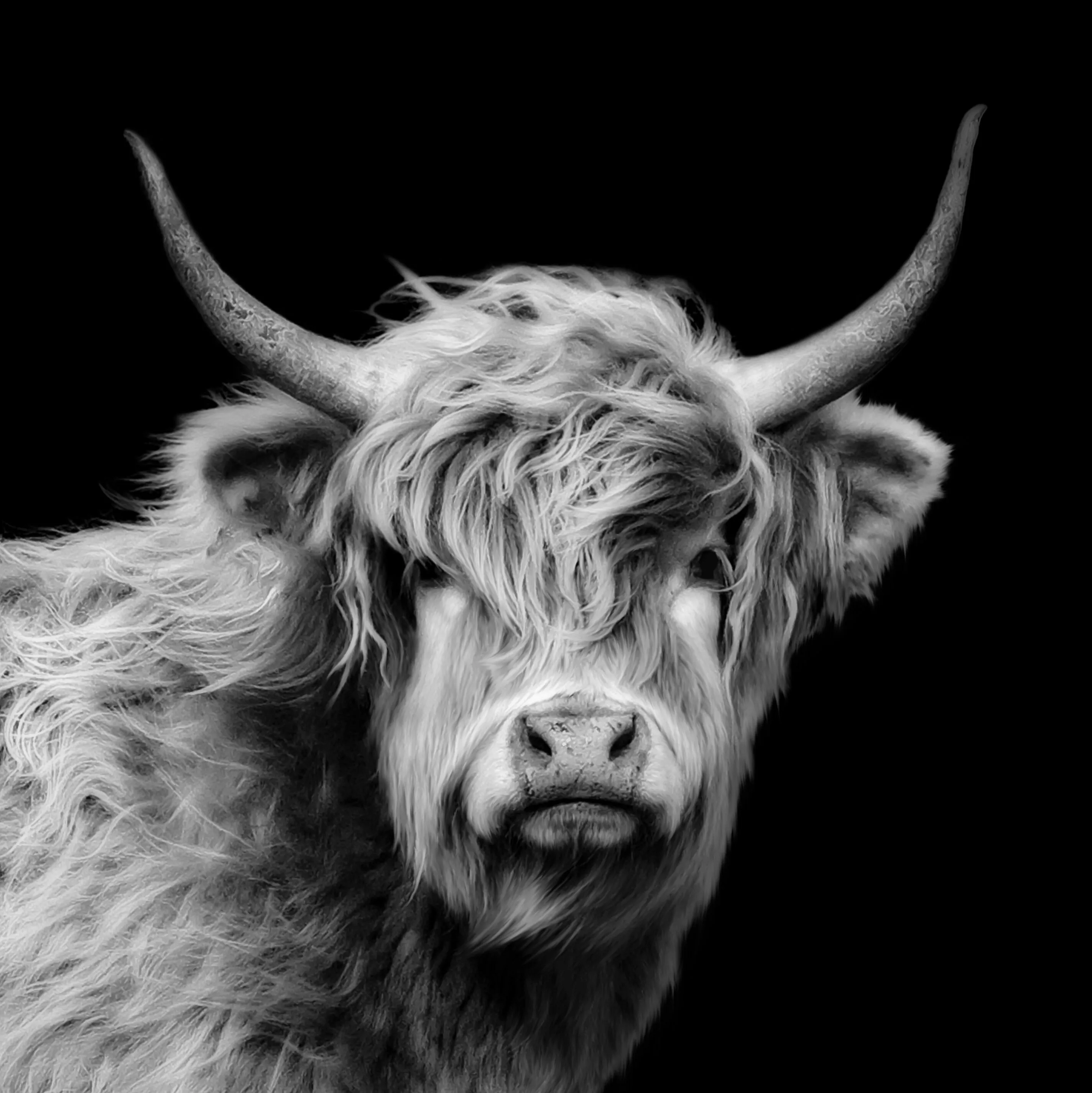 Highland Cow