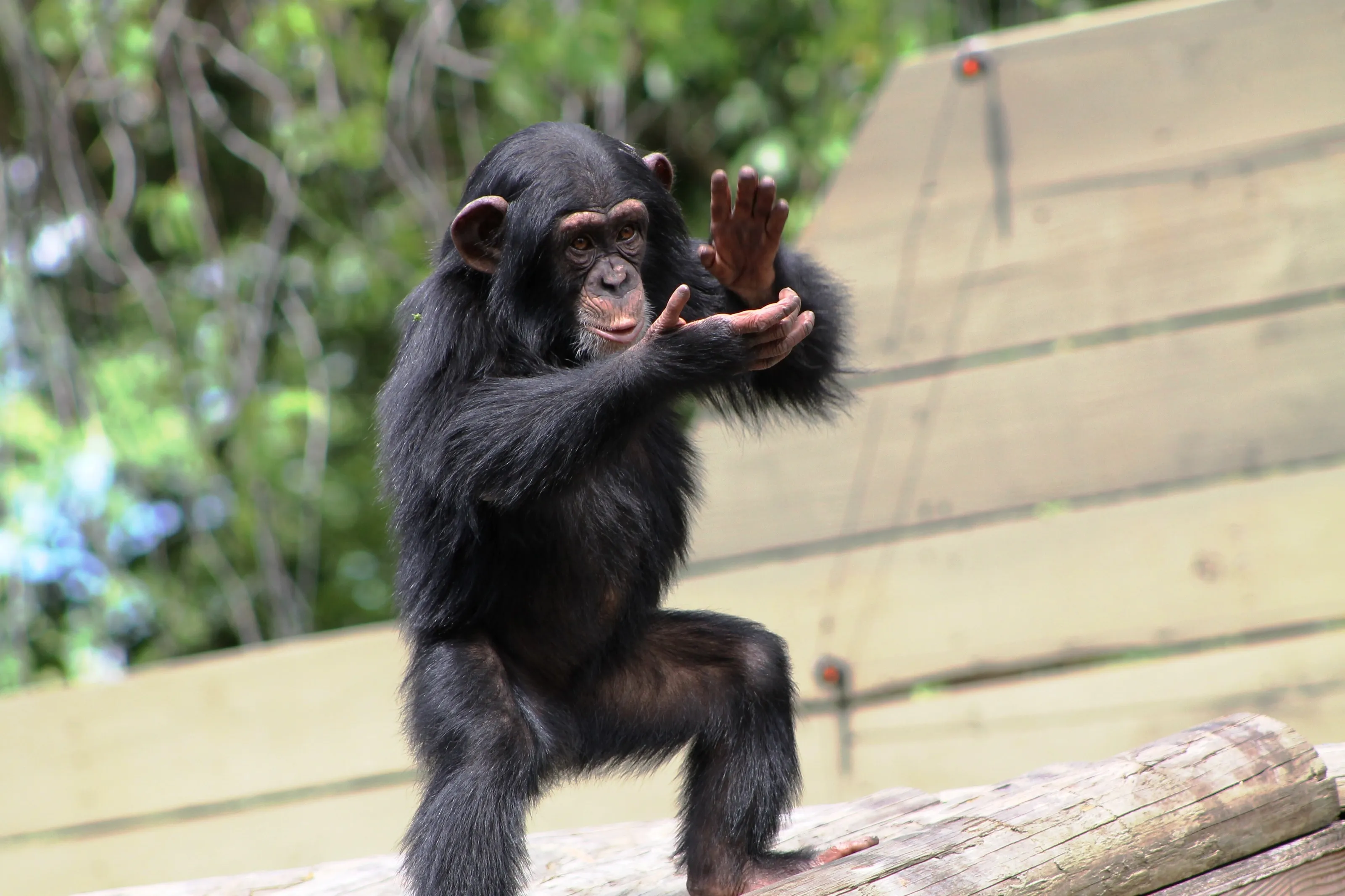 Clapping Chimp