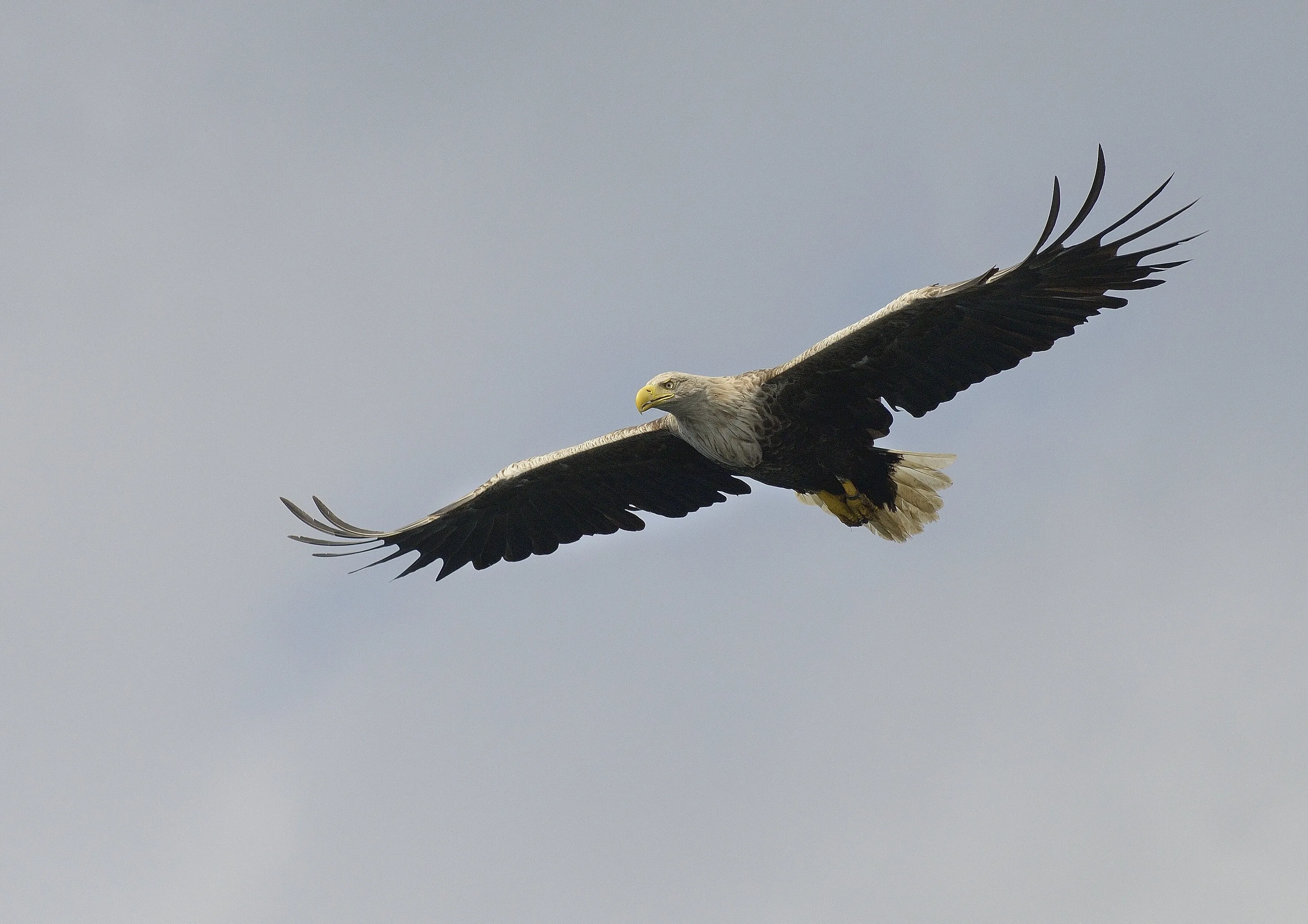 White-tailed Sea Eagle