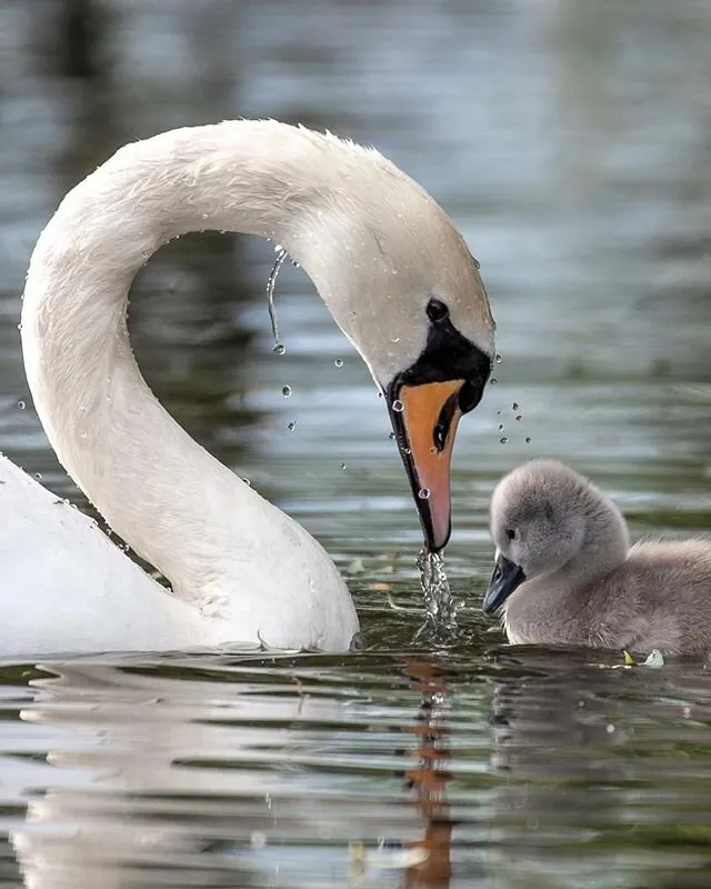 Swan Droplets