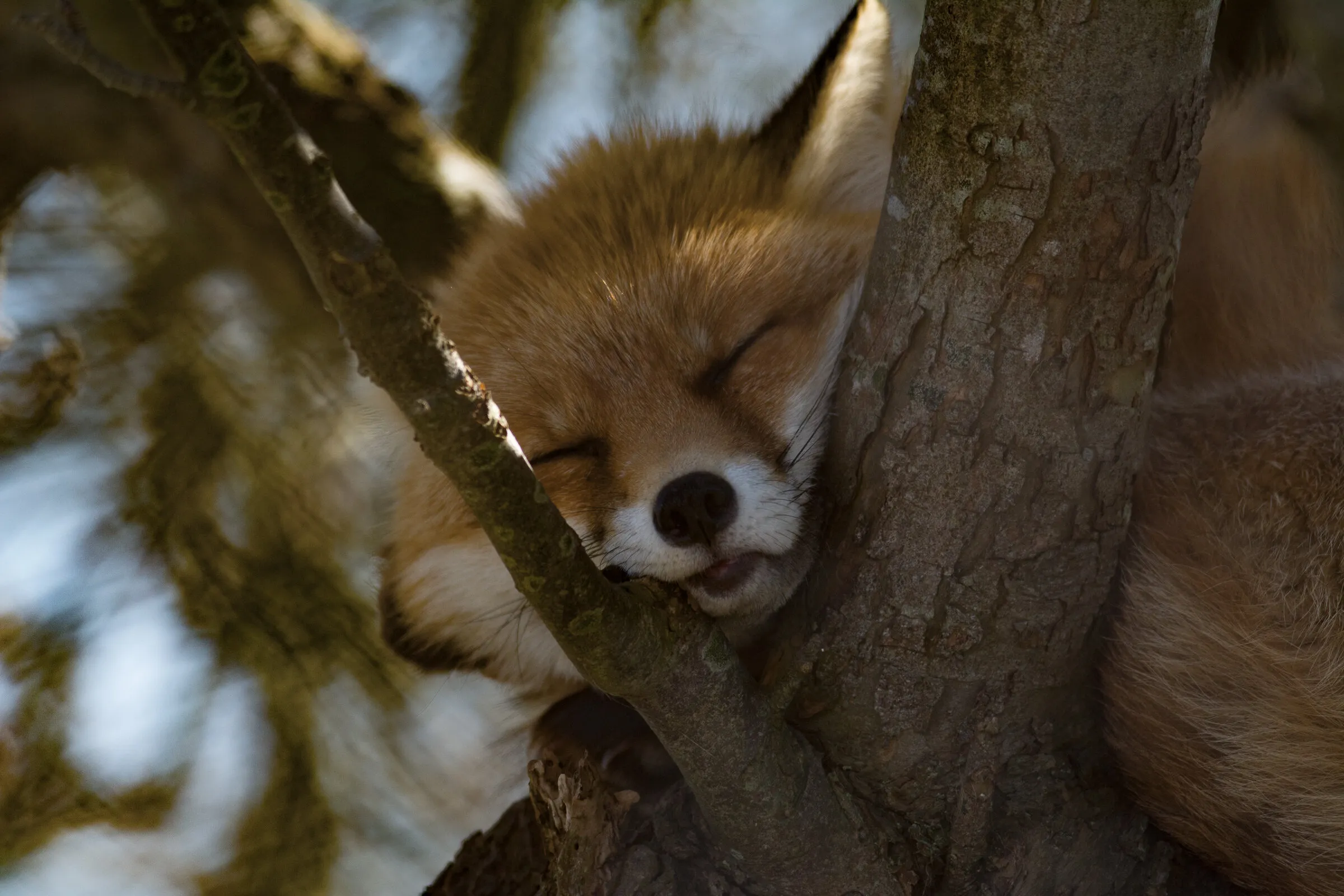 Fox asleep in a tree
