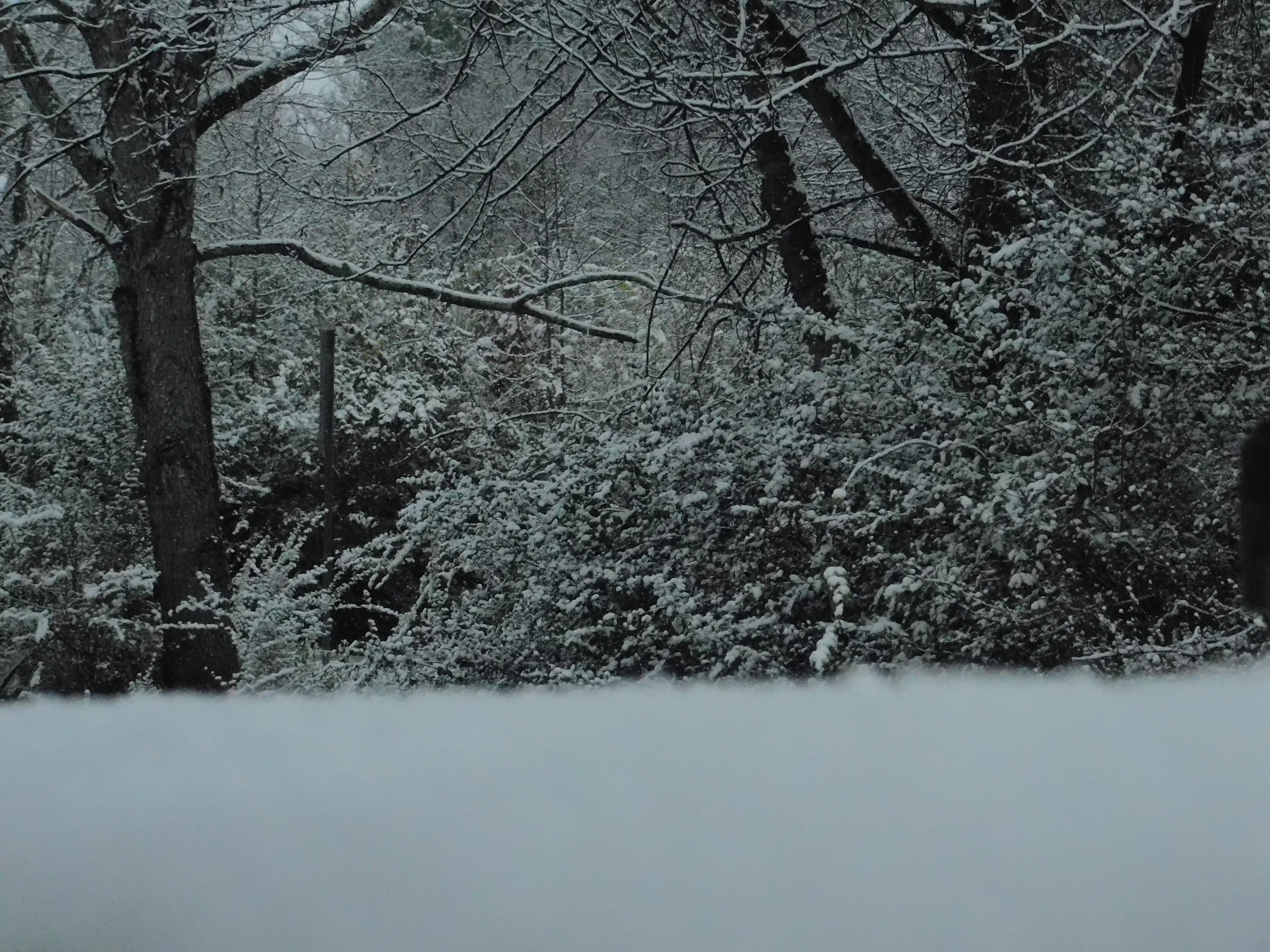 White Blanket