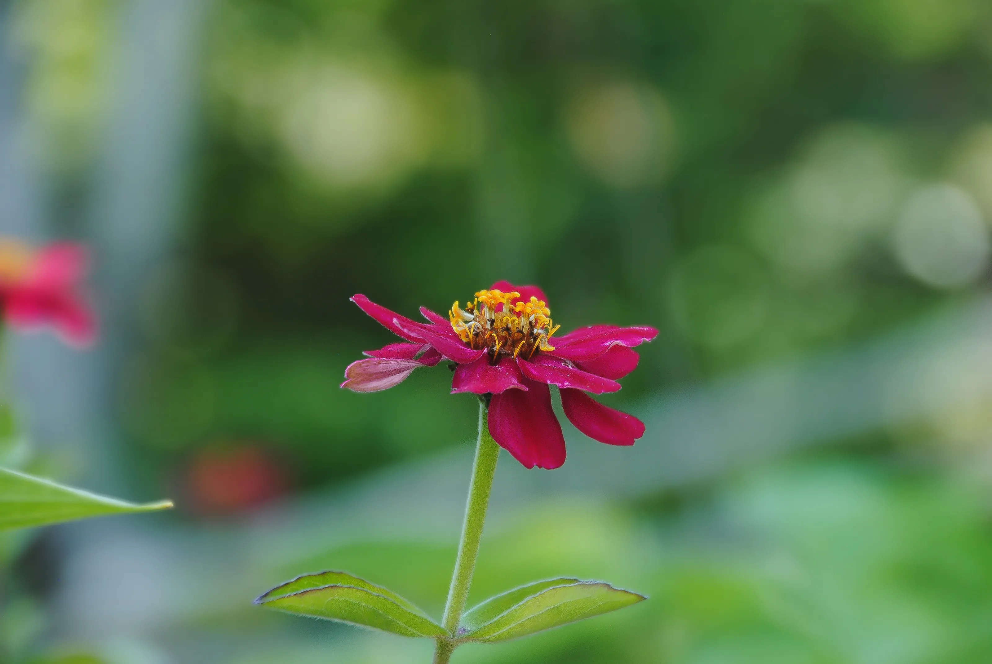 "A Splash of Pink"