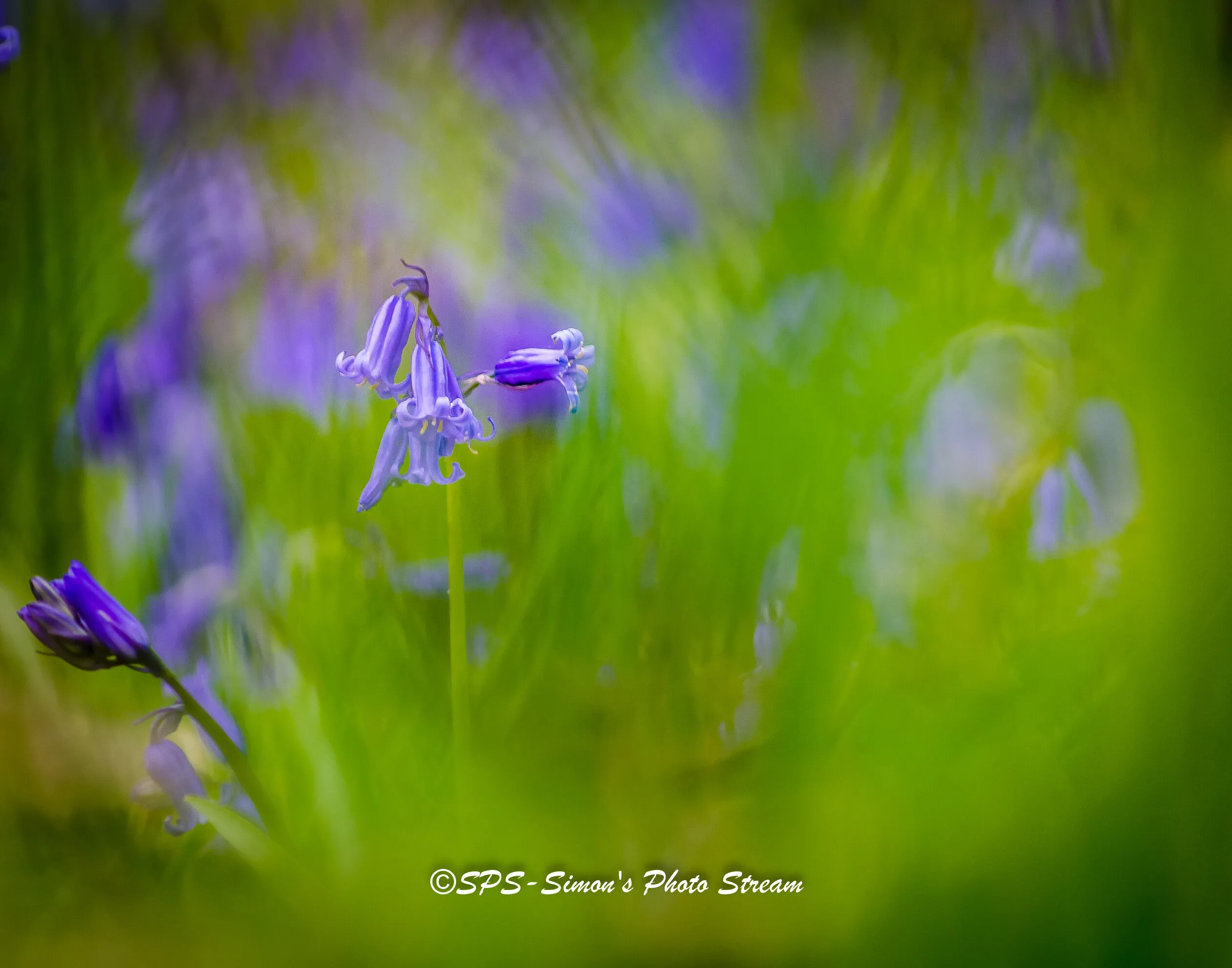 Bluebell