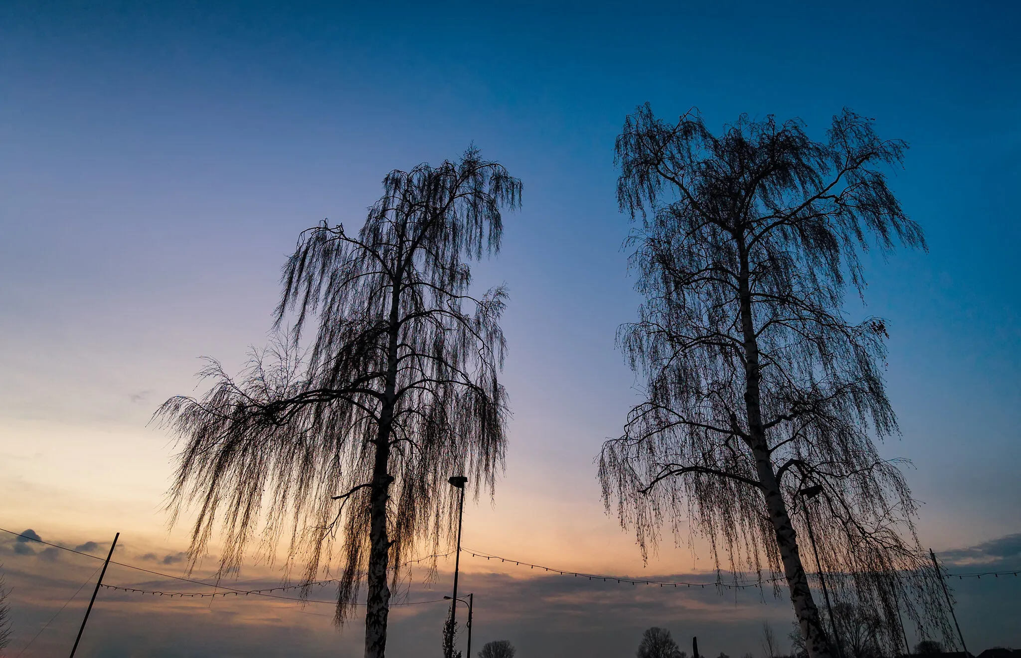 Trees