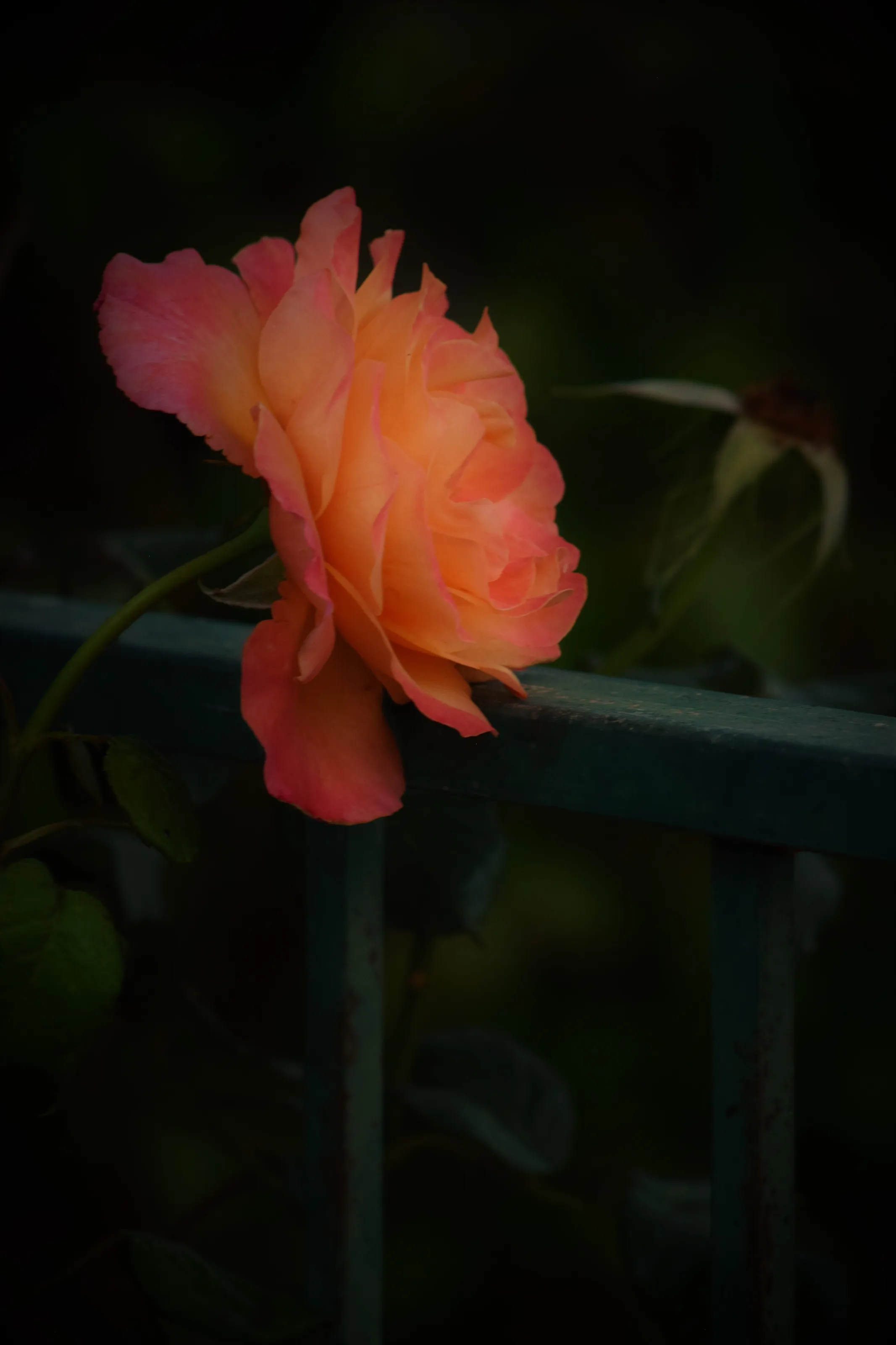A Garden Rose