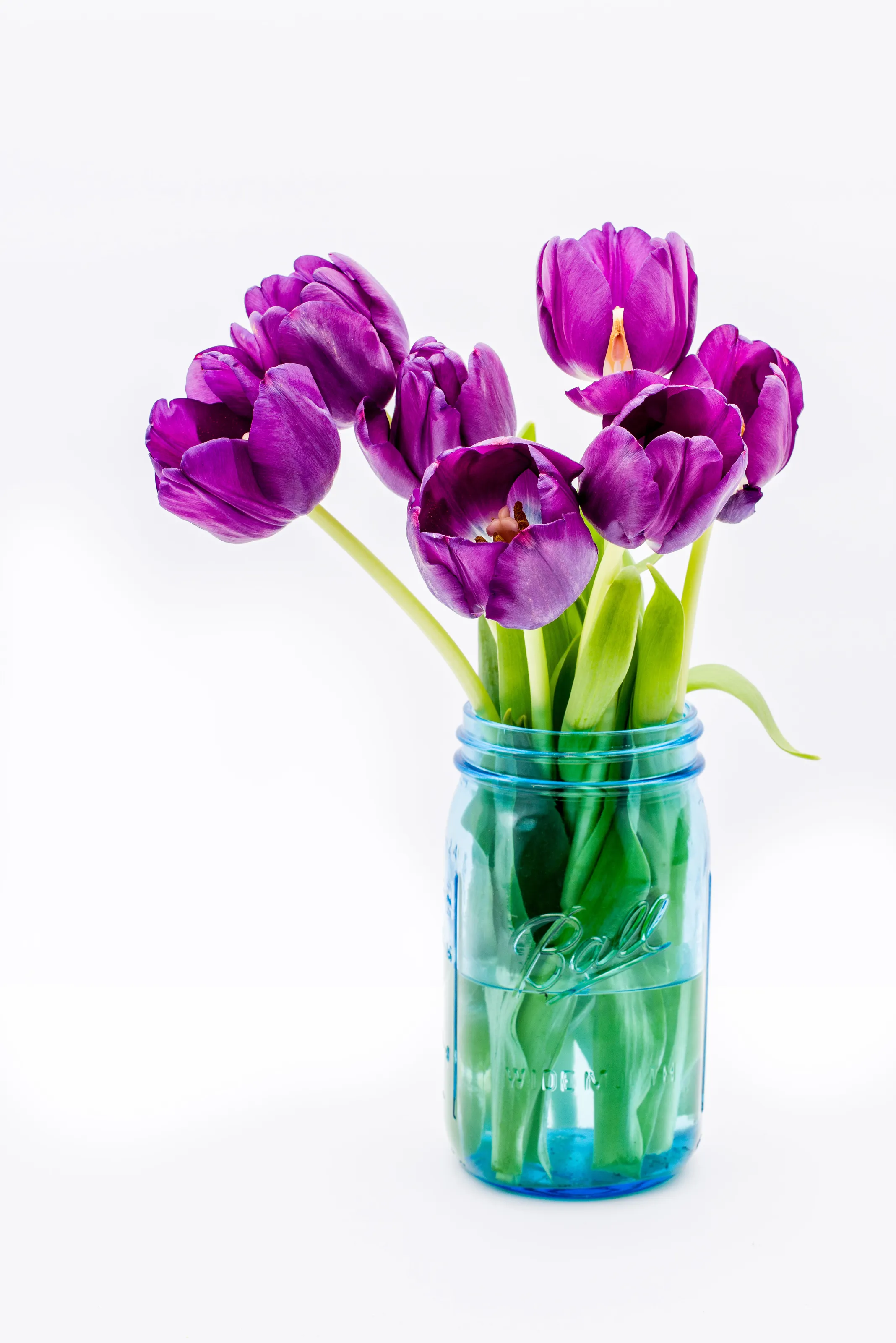 Purple Tulip