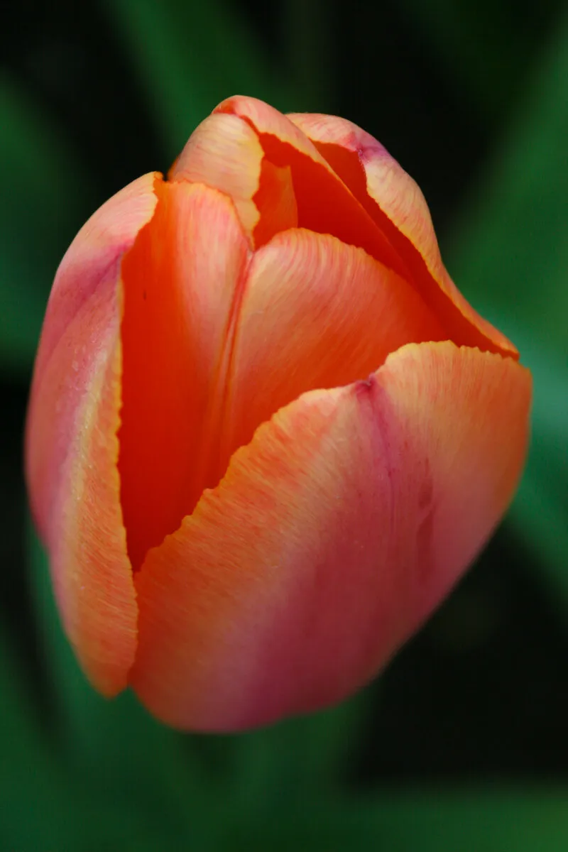 Zesty Tulip