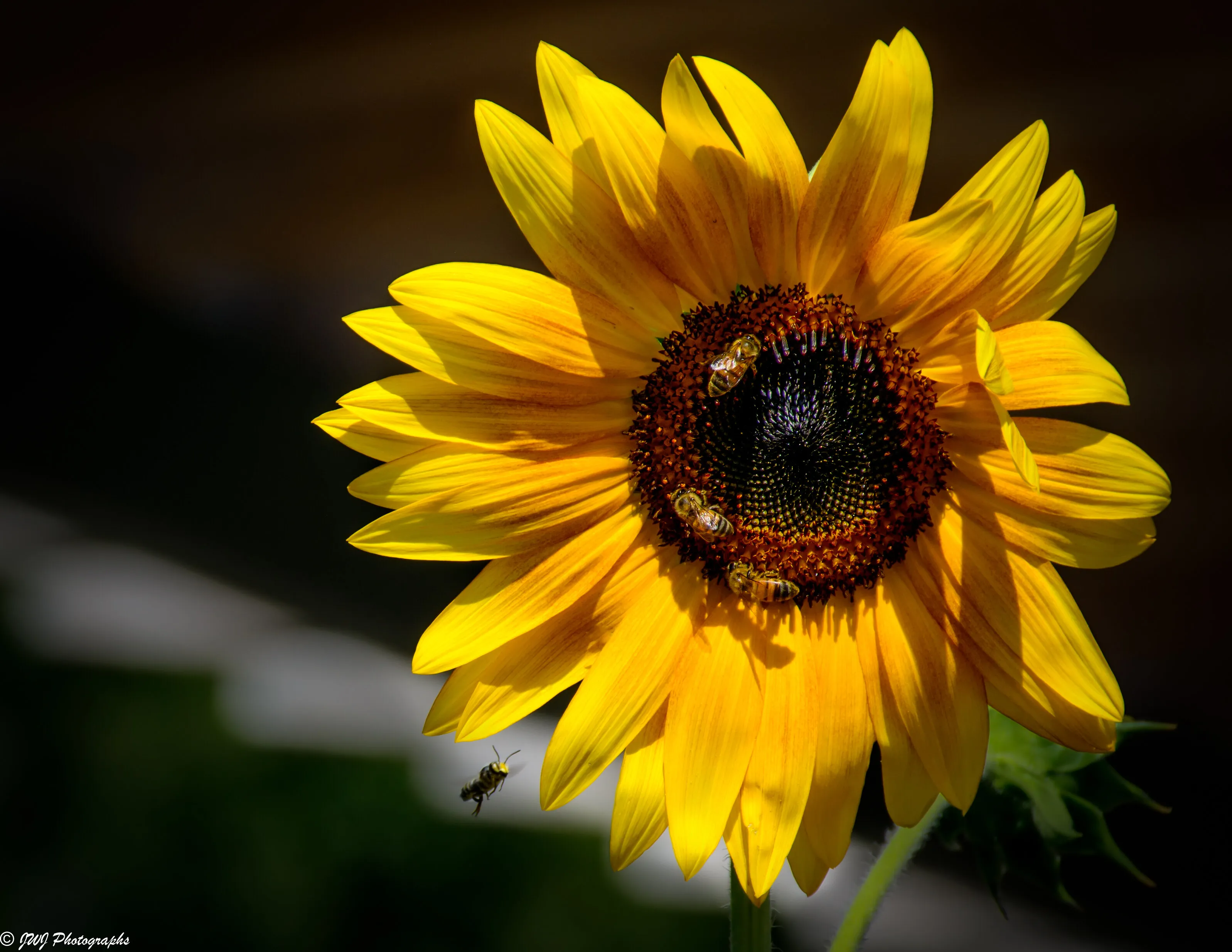 Texas Sunflower
