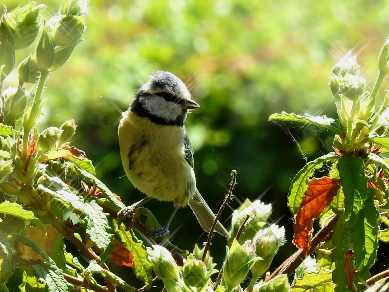 Entry 4116162