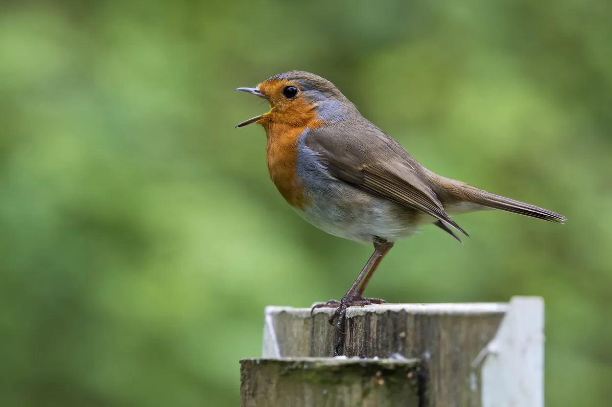 Entry 4293650