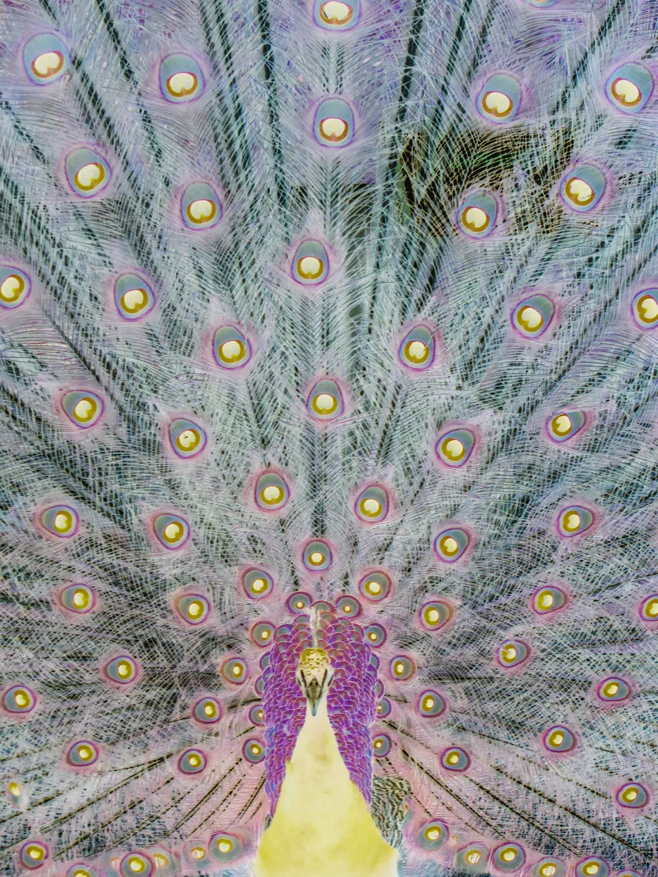 Entry 2109317