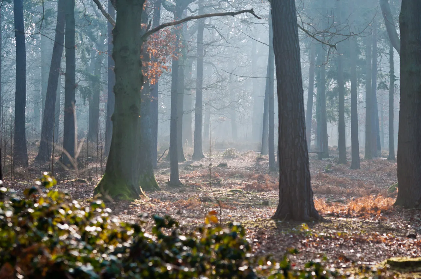 Misty Wood
