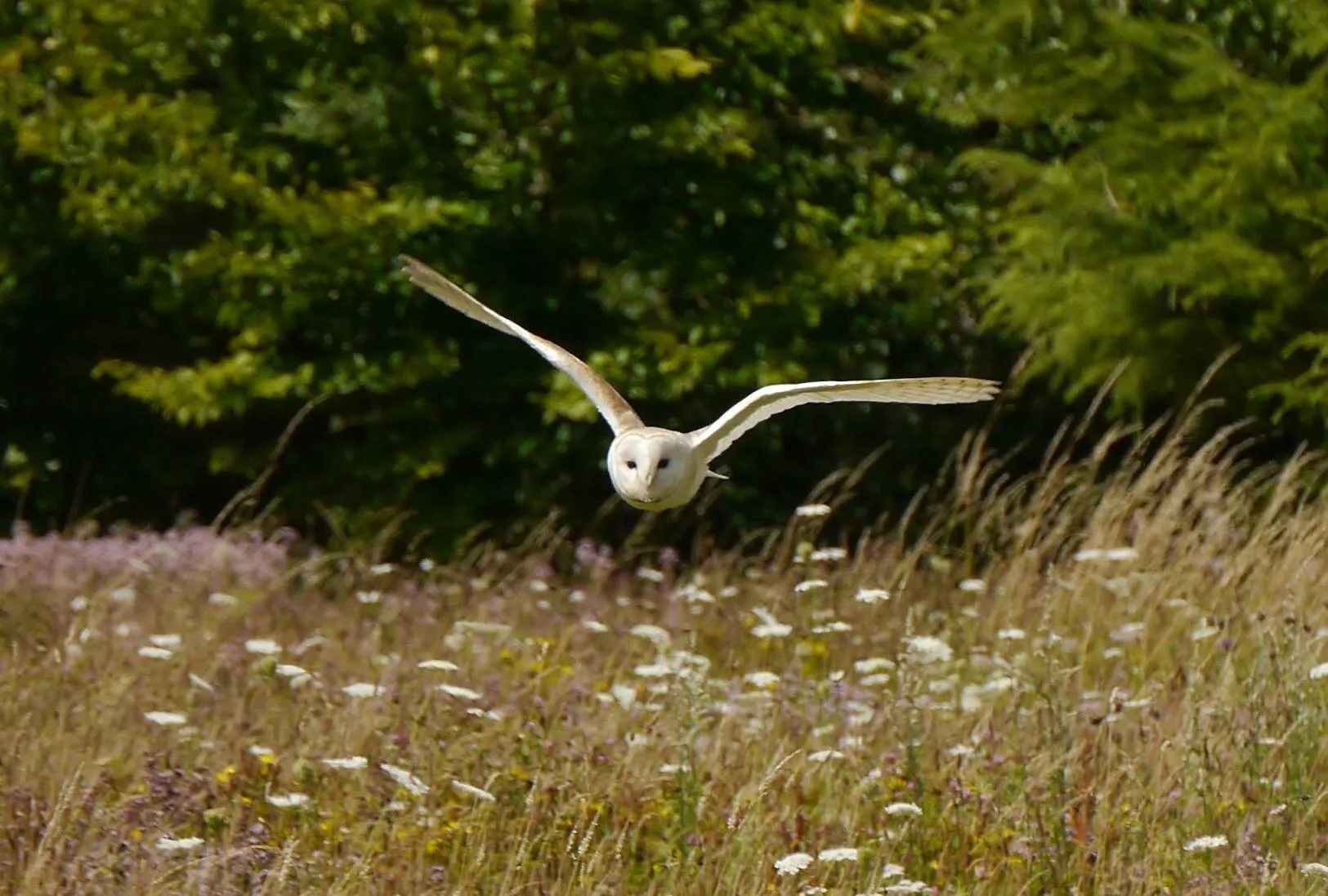 Skimming Cows Parsley